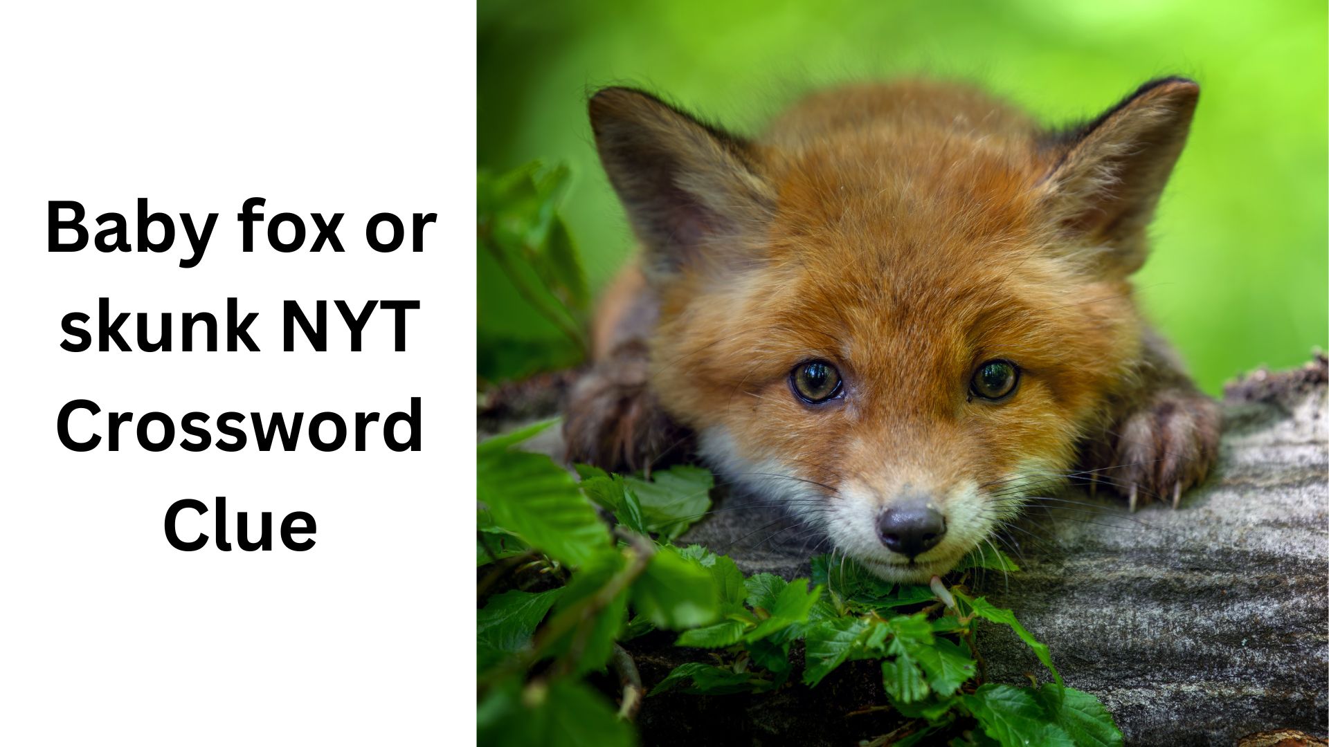 Baby fox or skunk NYT Crossword Clue