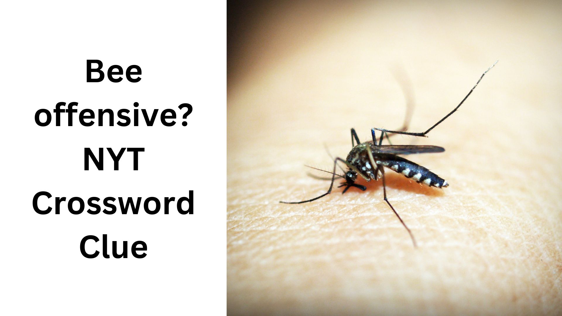 Bee offensive? NYT Crossword Clue