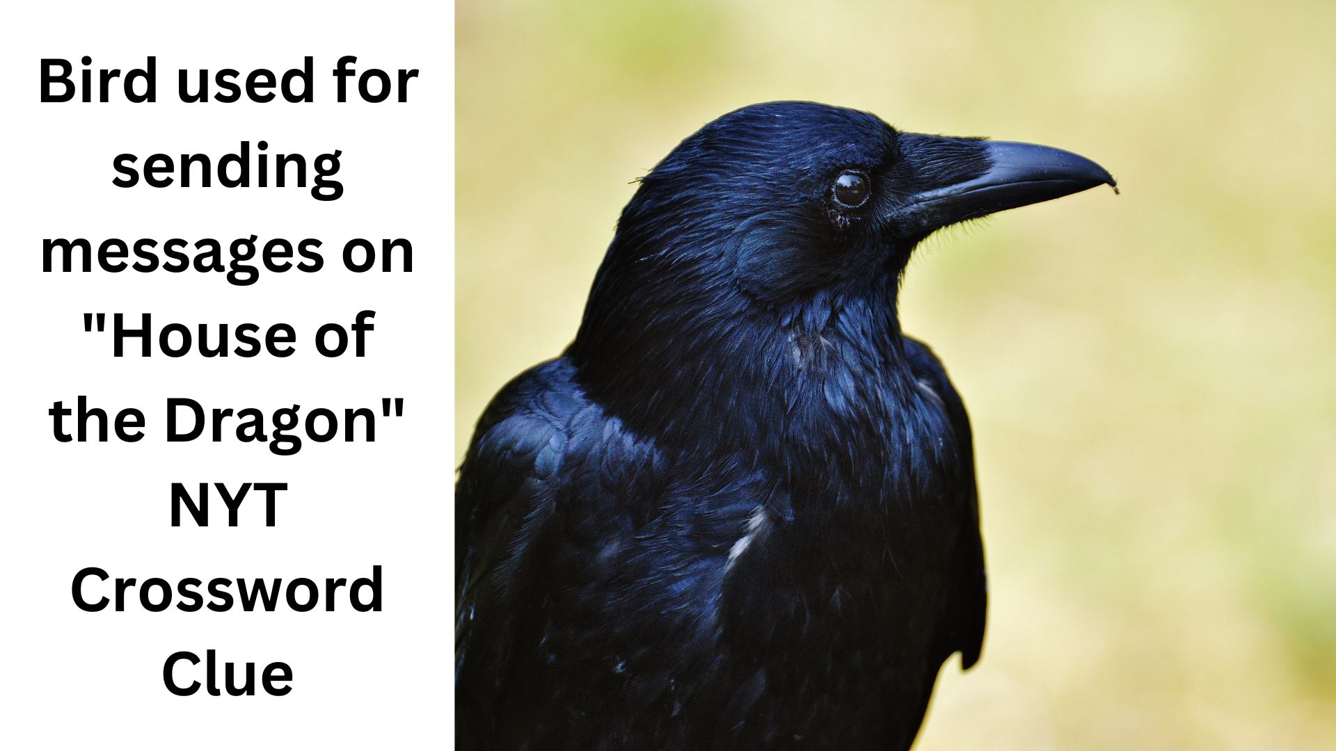 Bird used for sending messages on "House of the Dragon" NYT Crossword Clue
