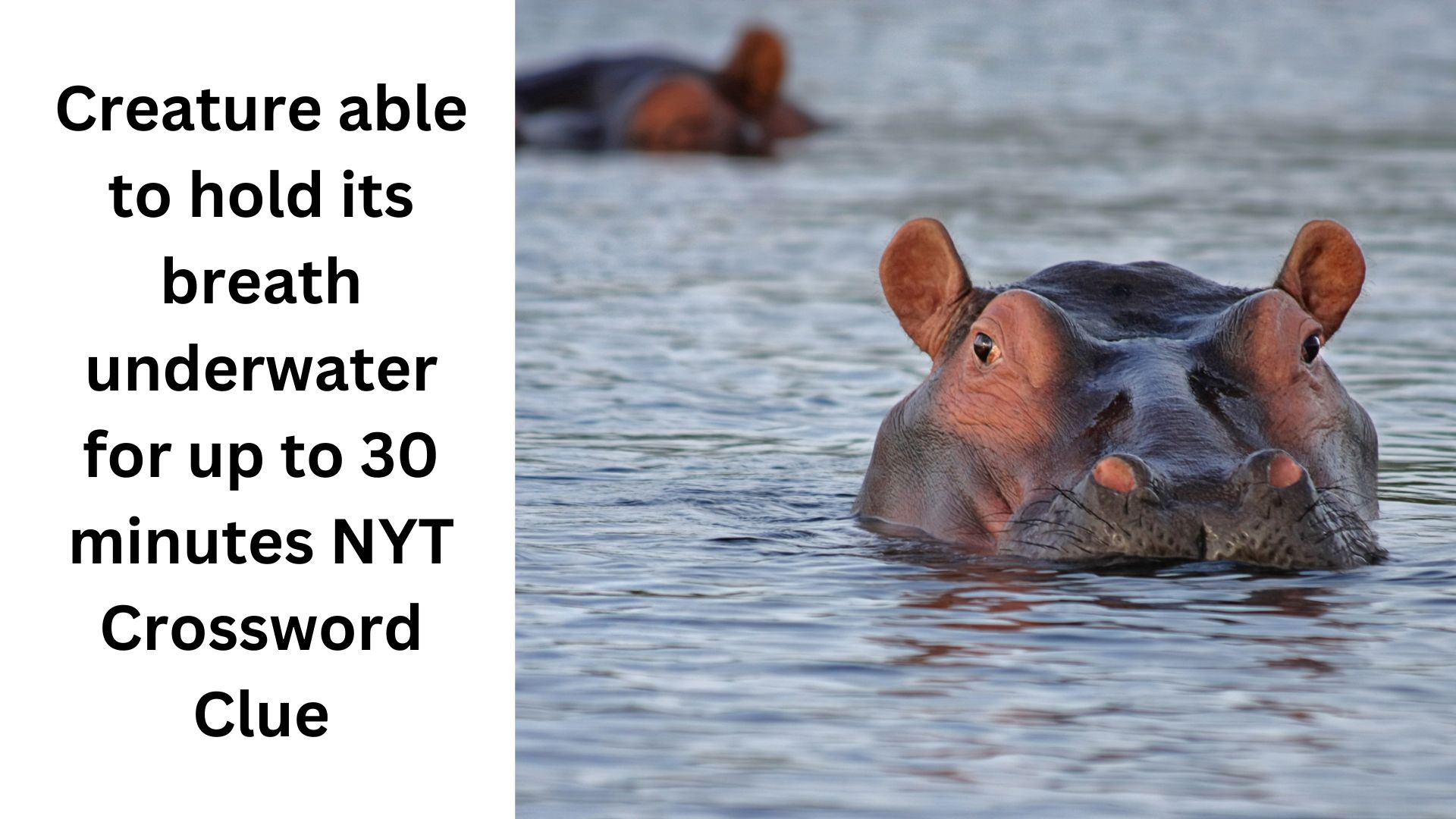 Creature able to hold its breath underwater for up to 30 minutes NYT Crossword Clue