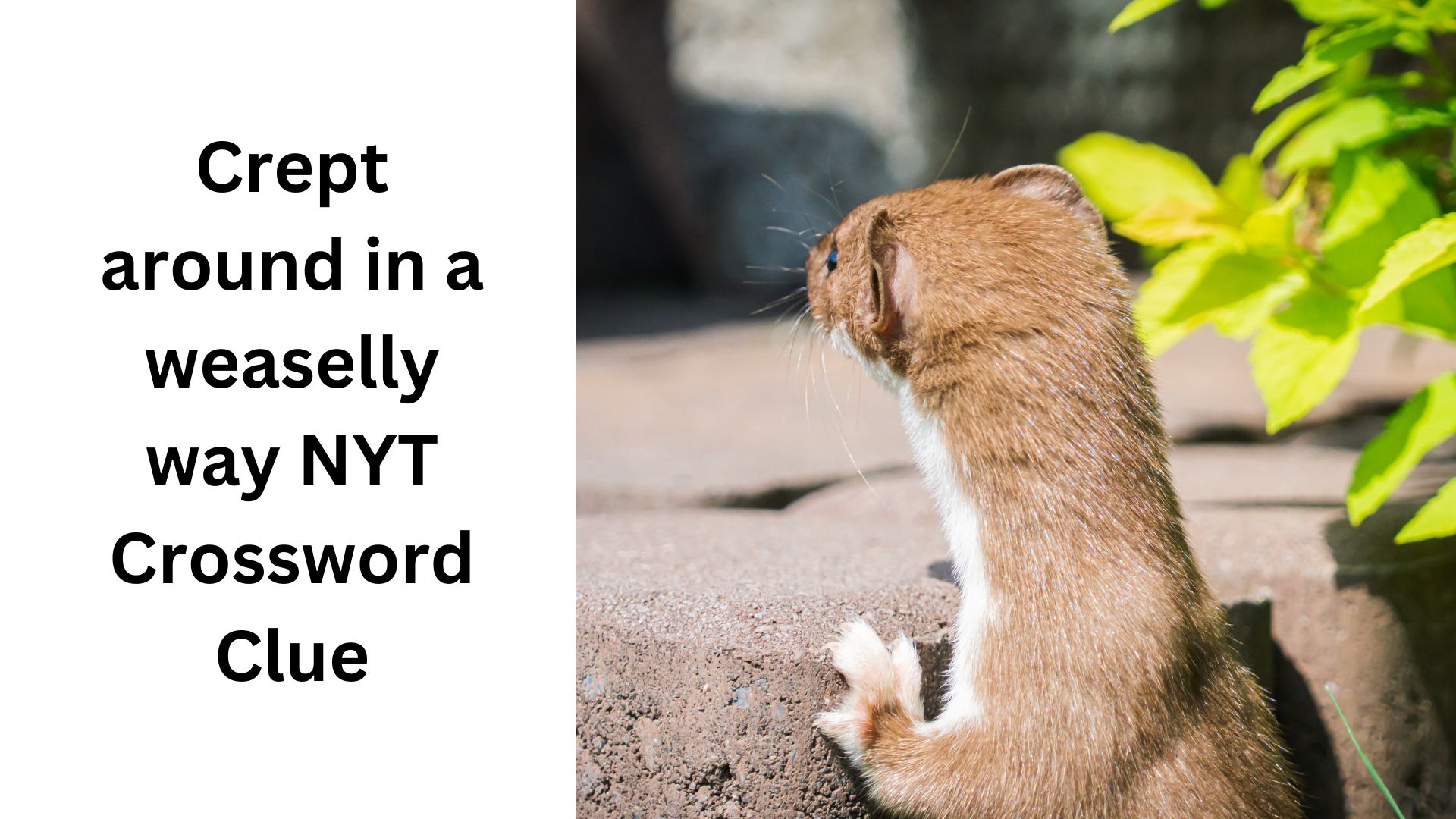 Crept around in a weaselly way NYT Crossword Clue