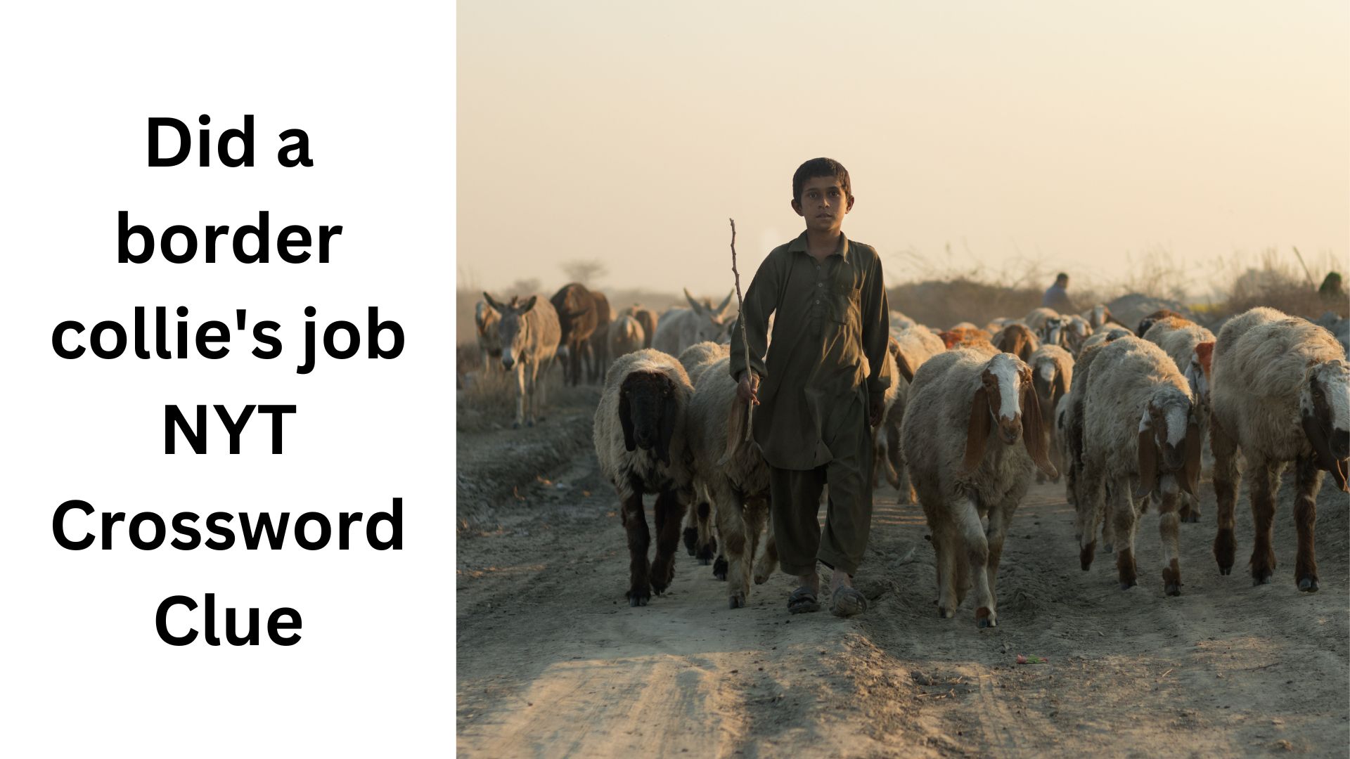Did a border collie's job NYT Crossword Clue