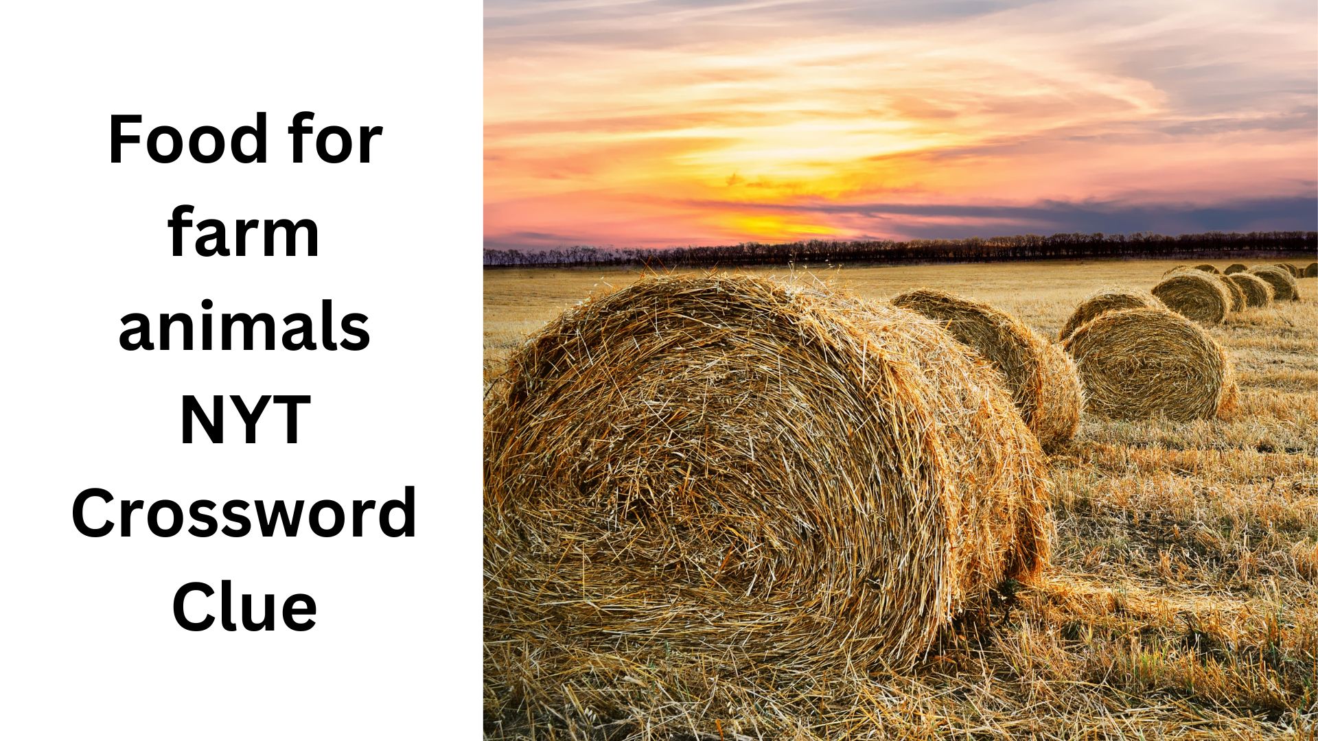 Food for farm animals NYT Crossword Clue
