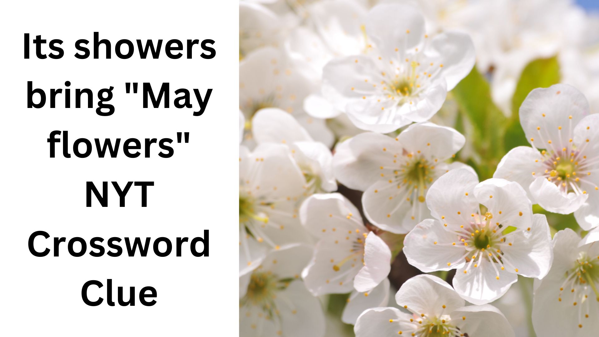 Its showers bring "May flowers" NYT Crossword Clue