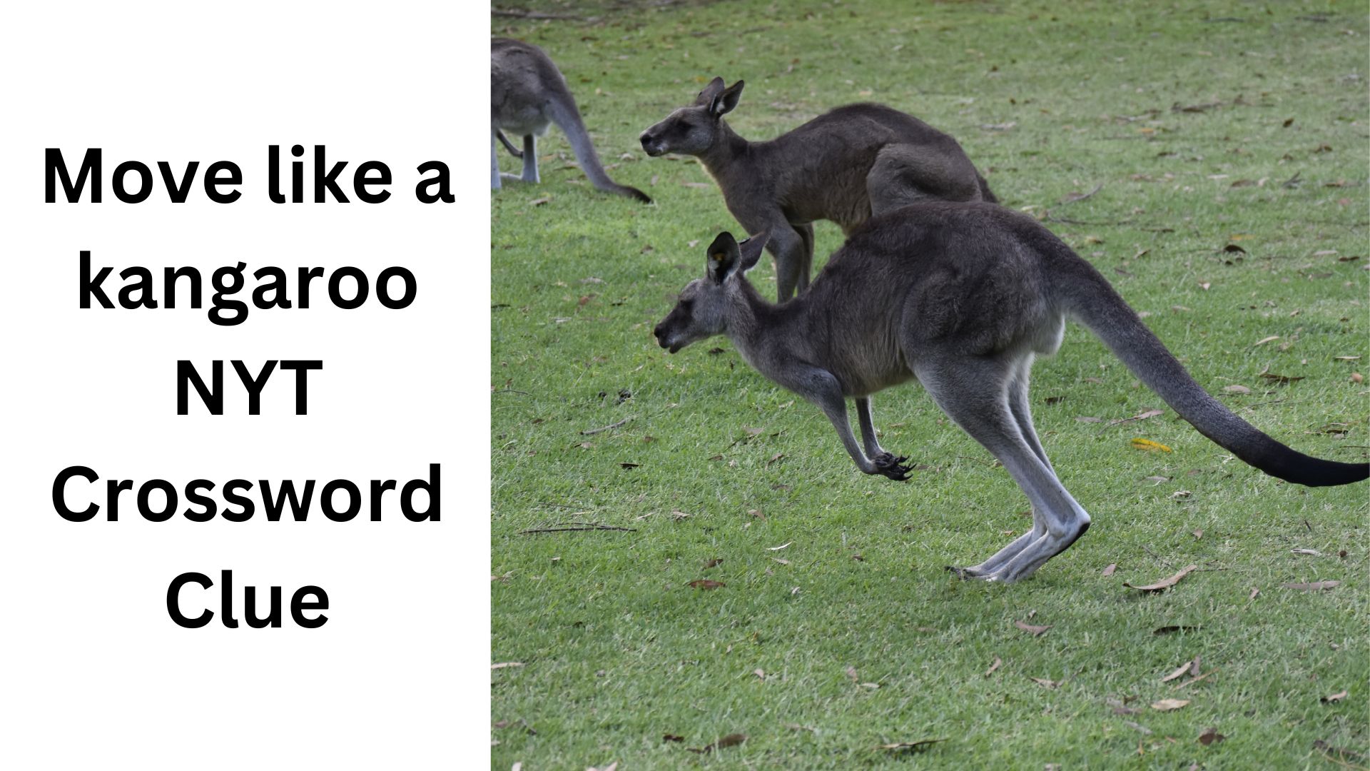 Move like a kangaroo NYT Crossword Clue
