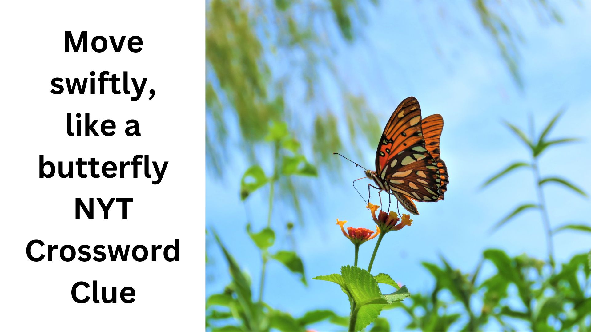 Move swiftly, like a butterfly NYT Crossword Clue