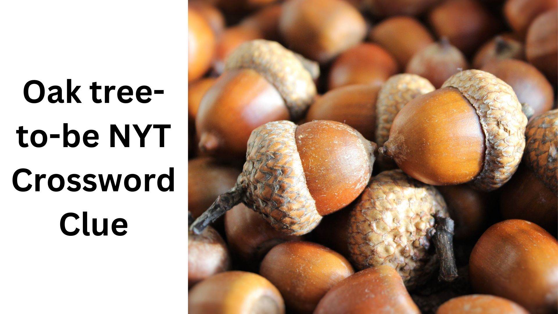 Oak tree-to-be NYT Crossword Clue