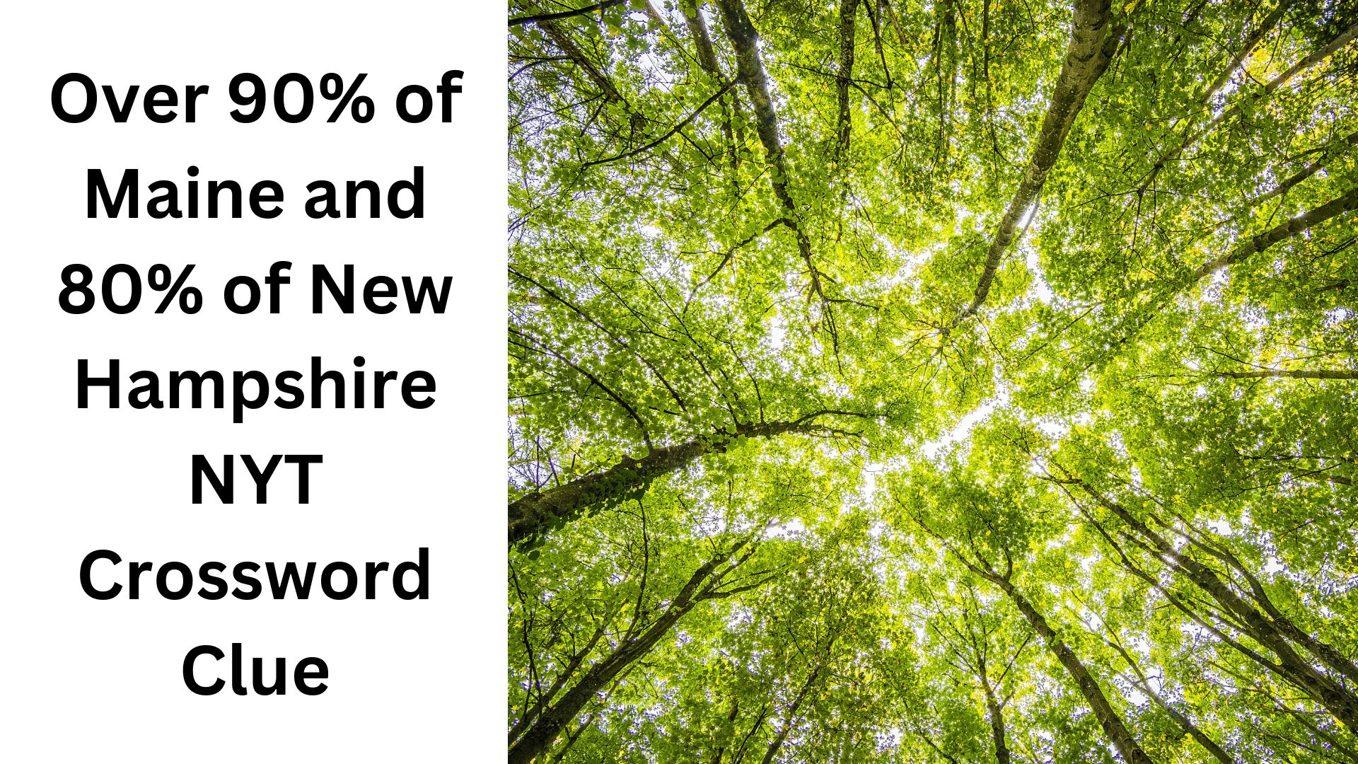 Over 90% of Maine and 80% of New Hampshire NYT Crossword Clue