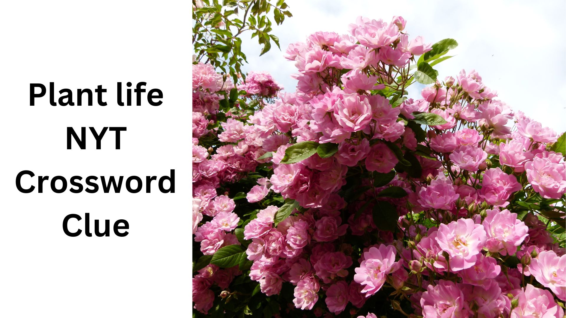 Plant life NYT Crossword Clue