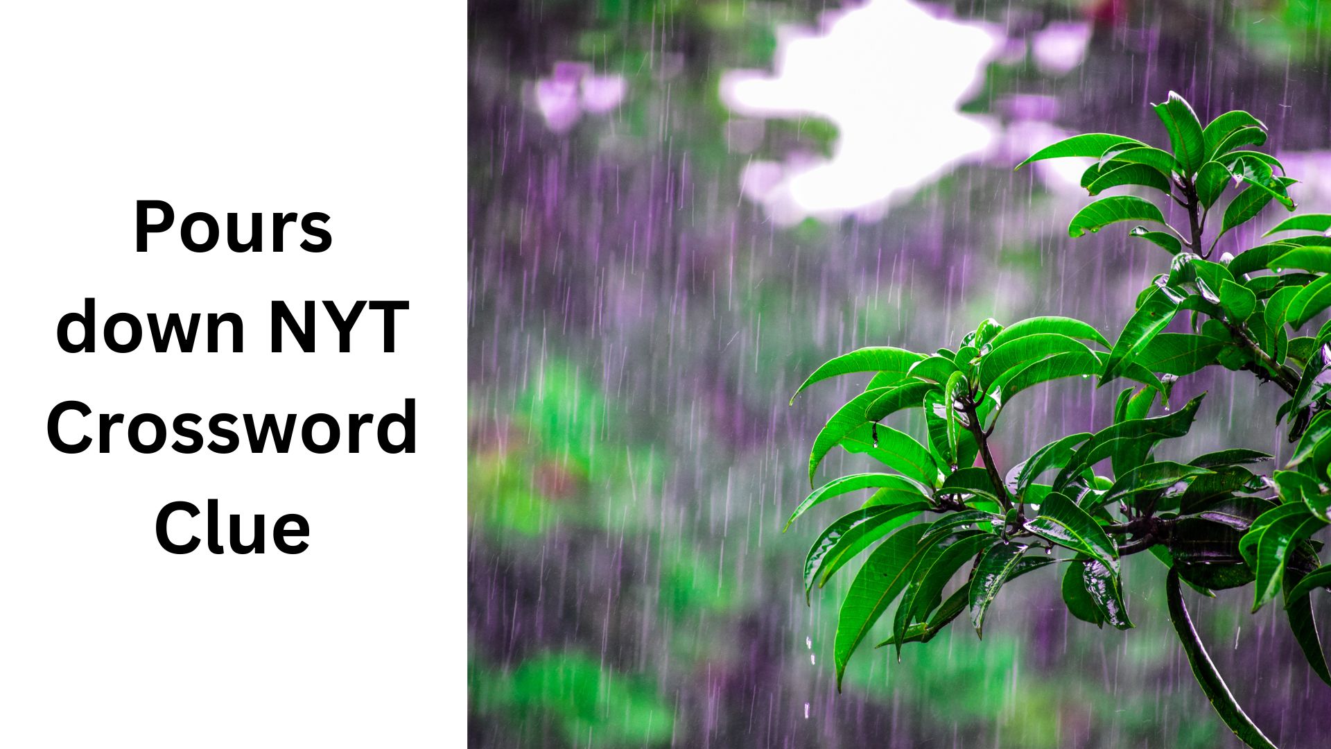 Pours down NYT Crossword Clue