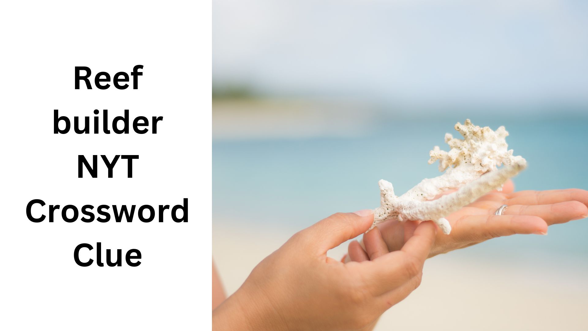 Reef builder NYT Crossword Clue
