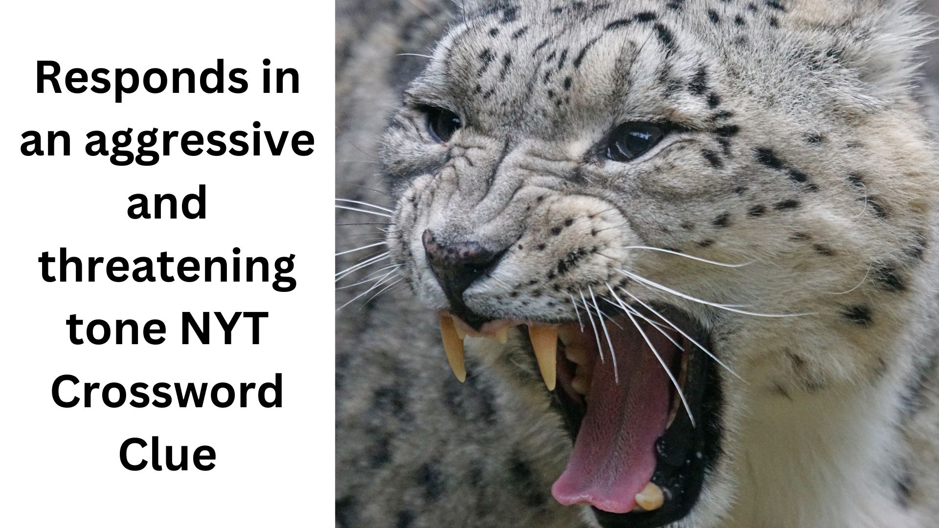 Responds in an aggressive and threatening tone NYT Crossword Clue