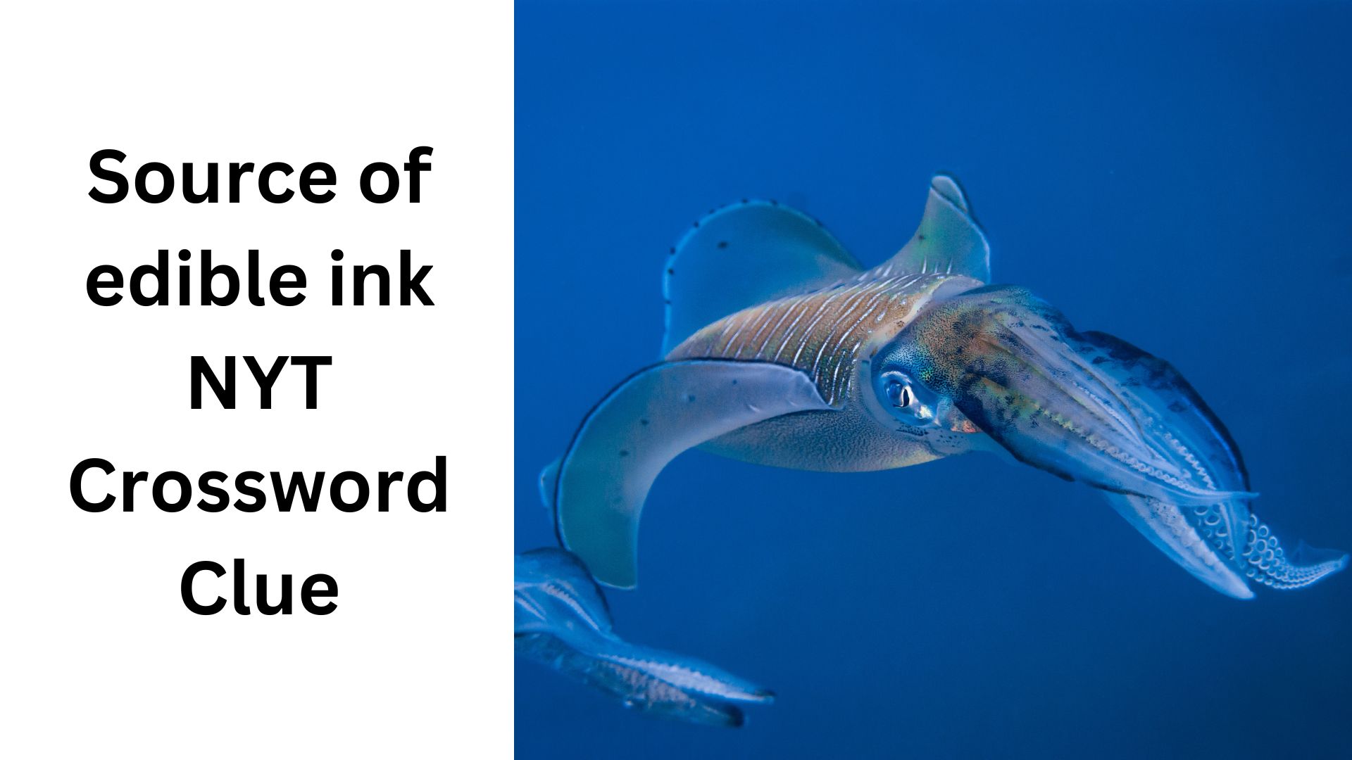 Source of edible ink NYT Crossword Clue