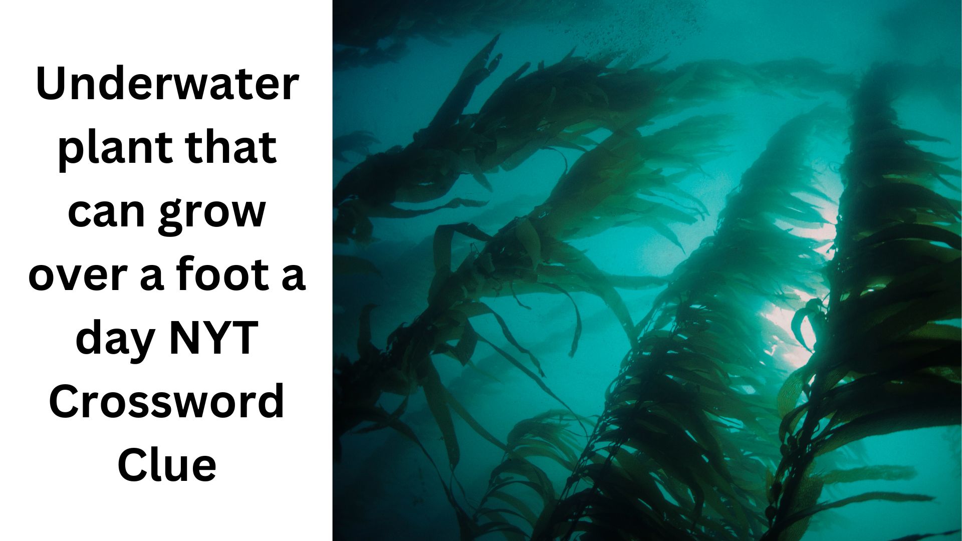 Underwater plant that can grow over a foot a day NYT Crossword Clue