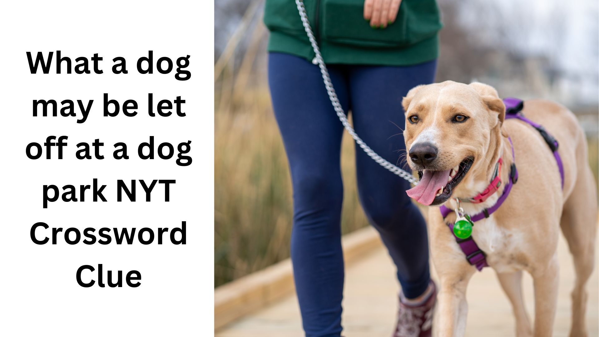 What a dog may be let off at a dog park NYT Crossword Clue