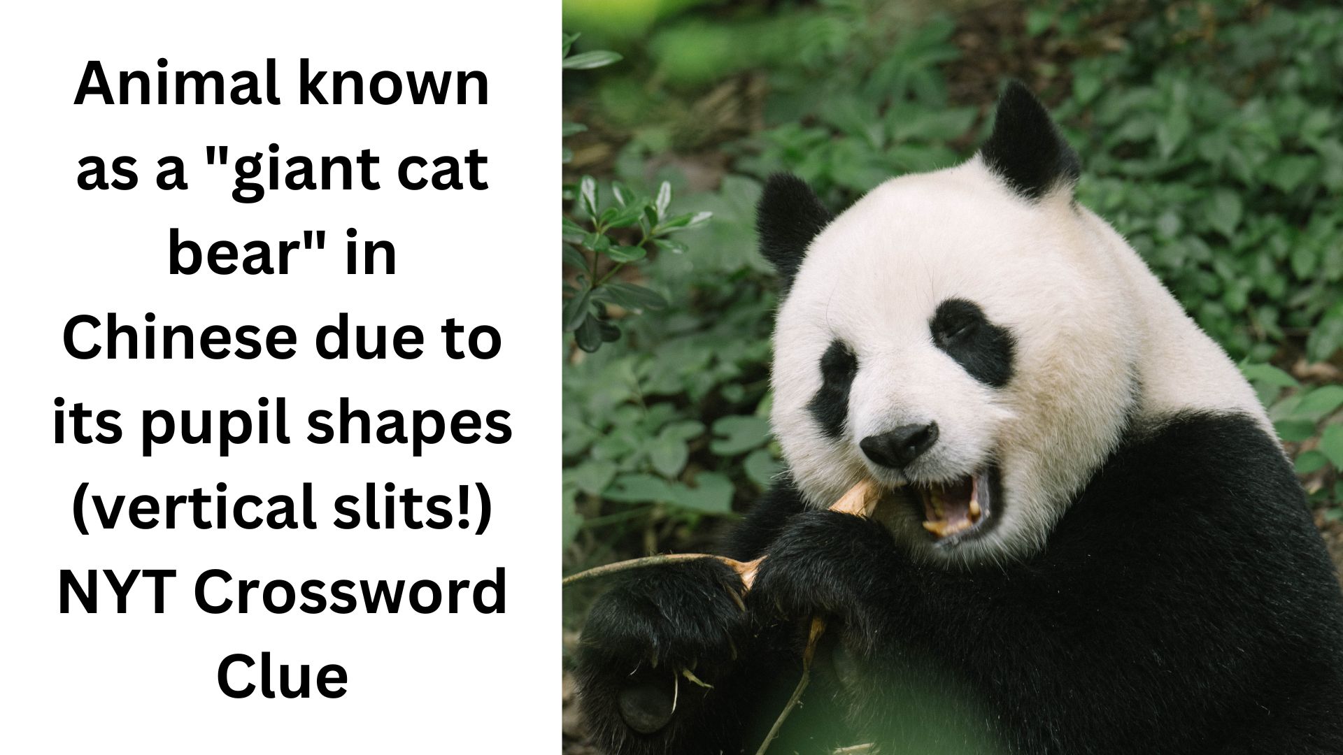 Animal known as a "giant cat bear" in Chinese due to its pupil shapes (vertical slits!) NYT Crossword Clue