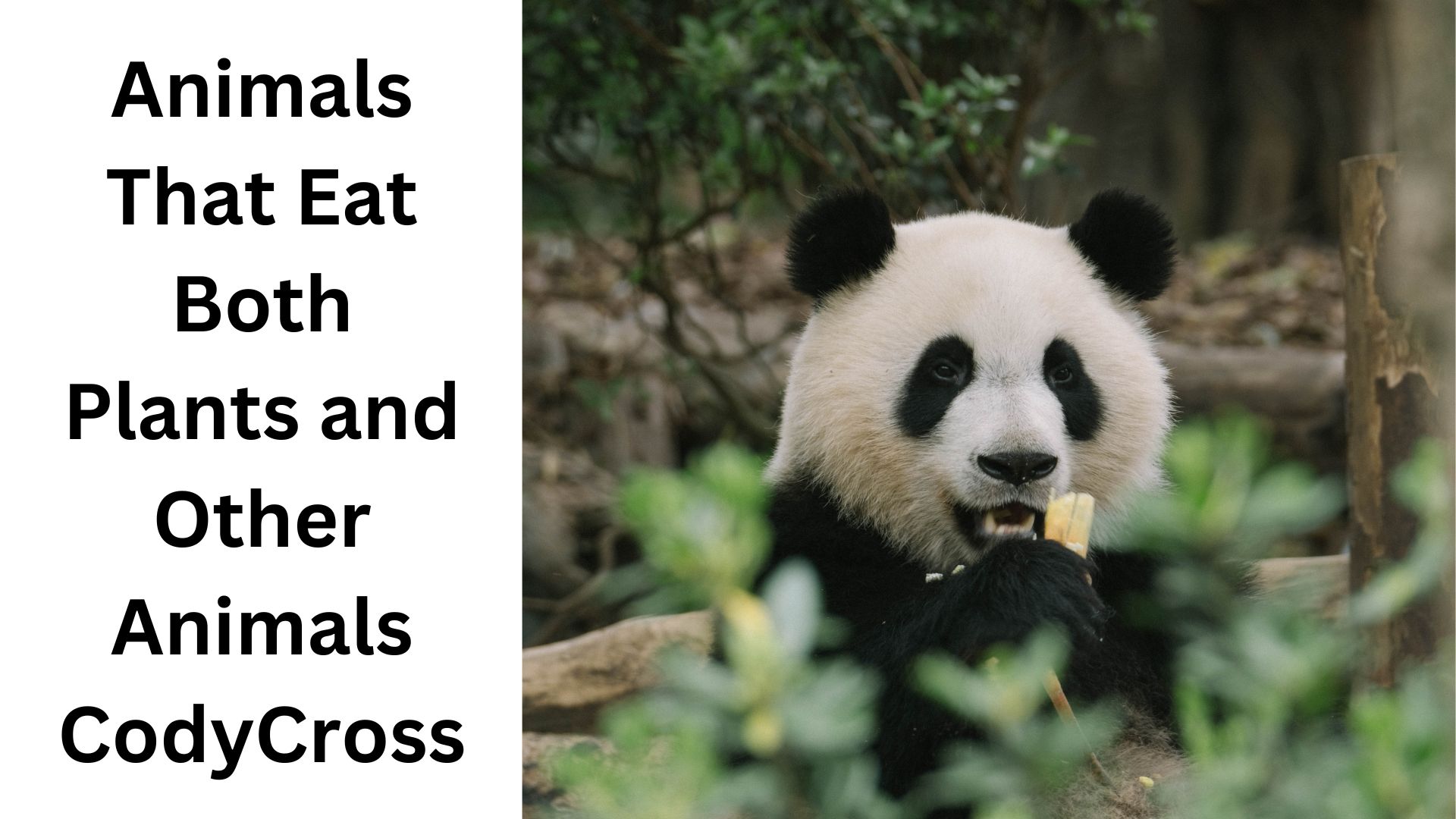 Animals That Eat Both Plants and Other Animals CodyCross