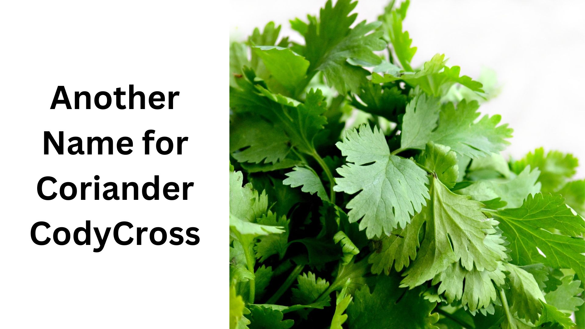 Another Name for Coriander CodyCross