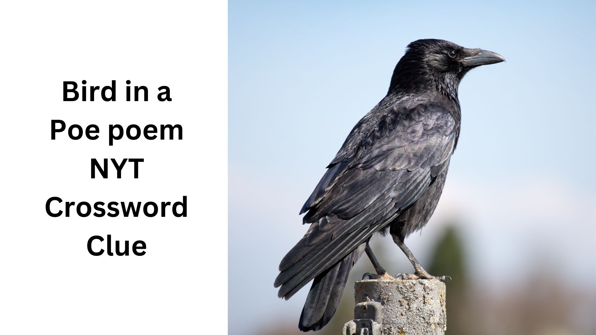 Bird in a Poe poem NYT Crossword Clue