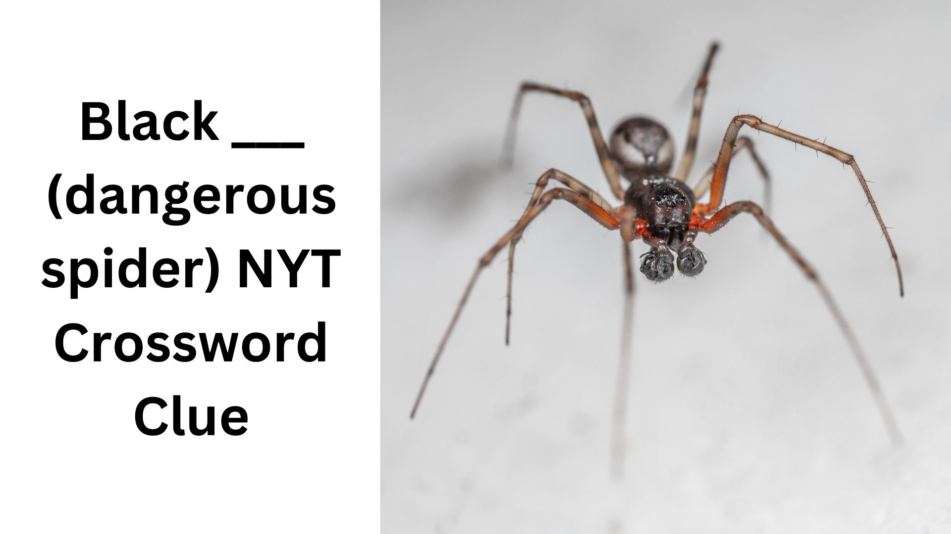 Black ___ (dangerous spider) NYT Crossword Clue