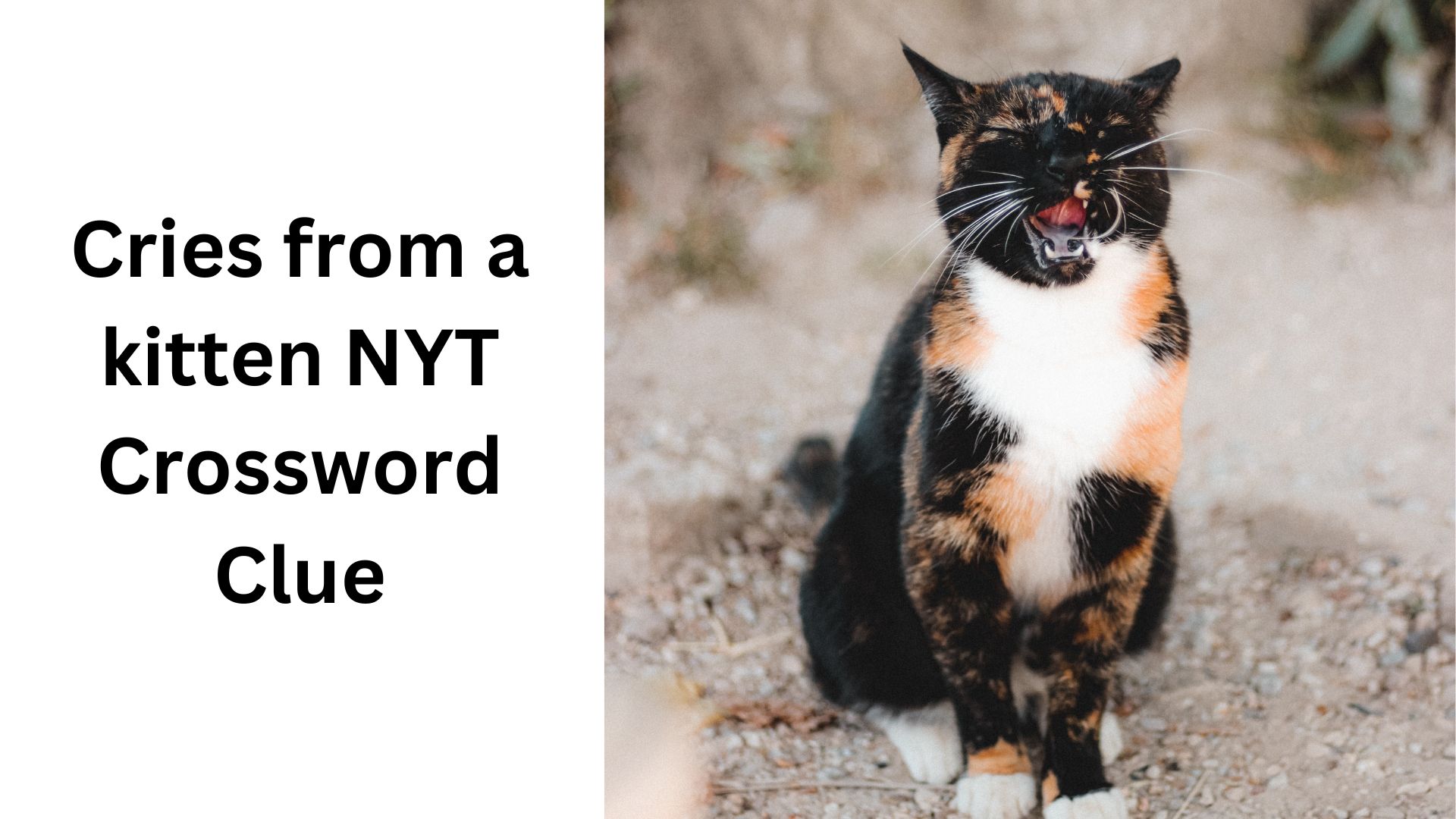 Cries from a kitten NYT Crossword Clue