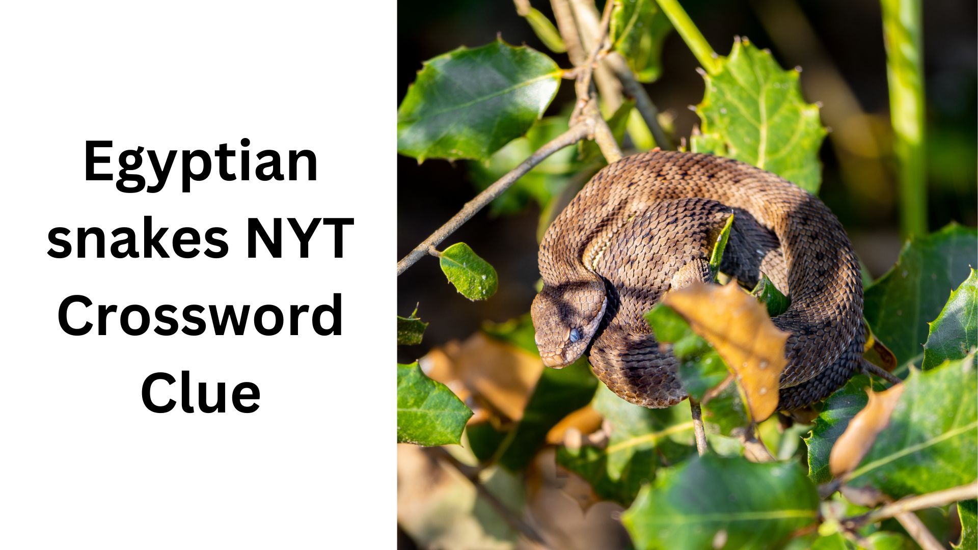 Egyptian snakes NYT Crossword Clue