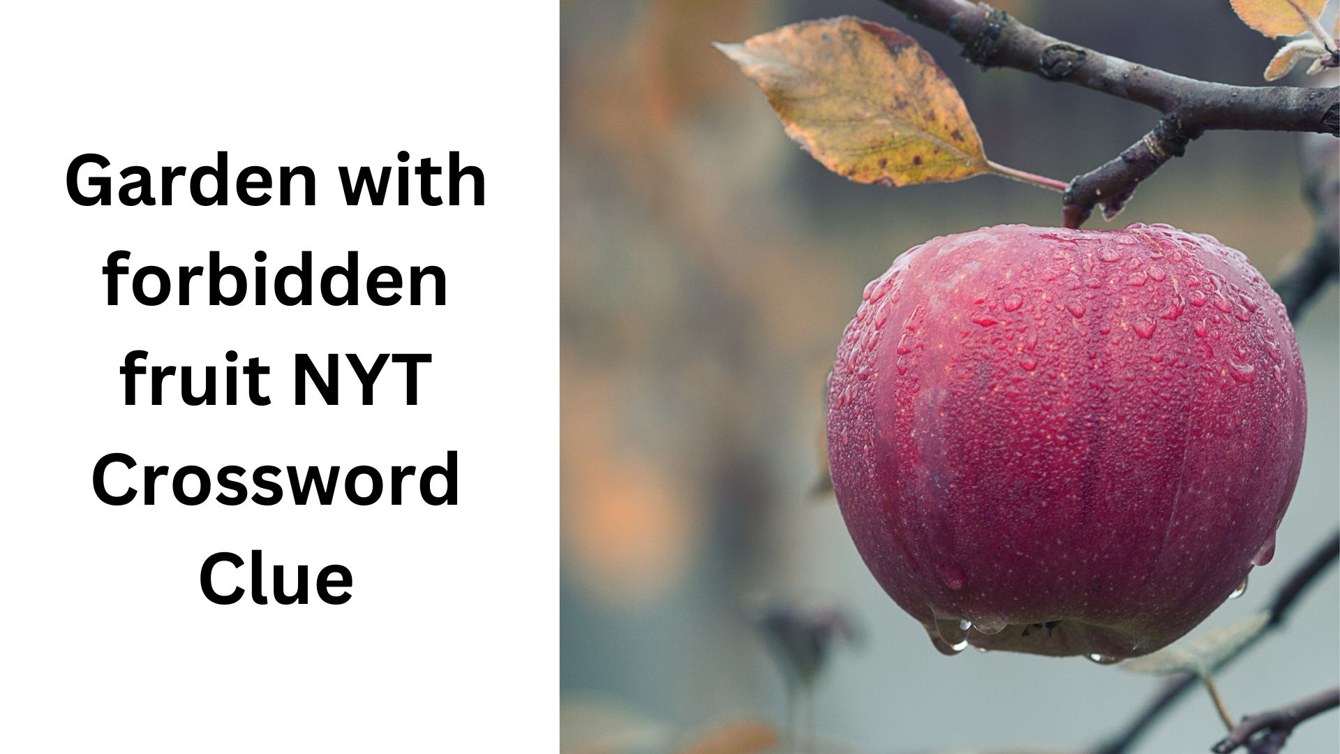 Garden with forbidden fruit NYT Crossword Clue