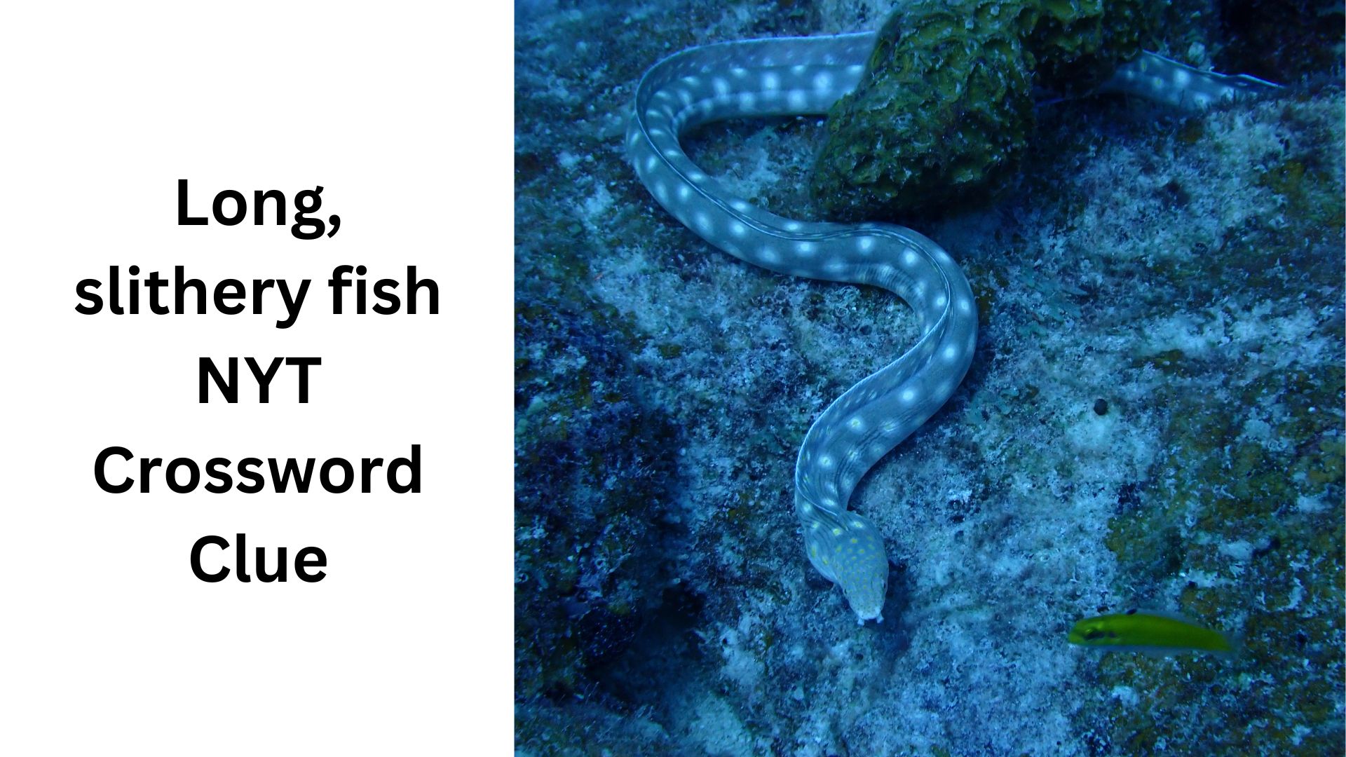 Long, slithery fish NYT Crossword Clue
