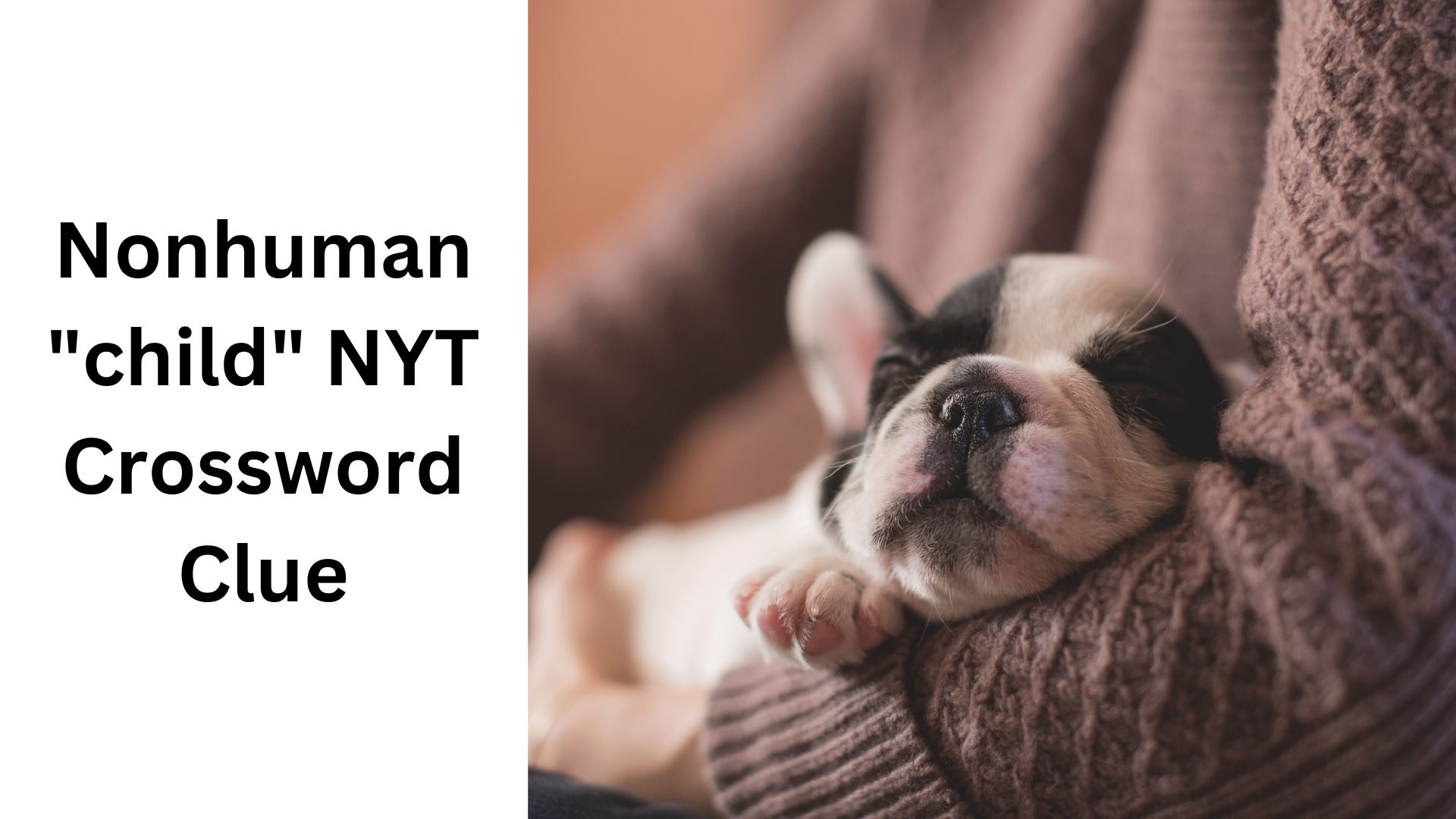 Nonhuman "child" NYT Crossword Clue