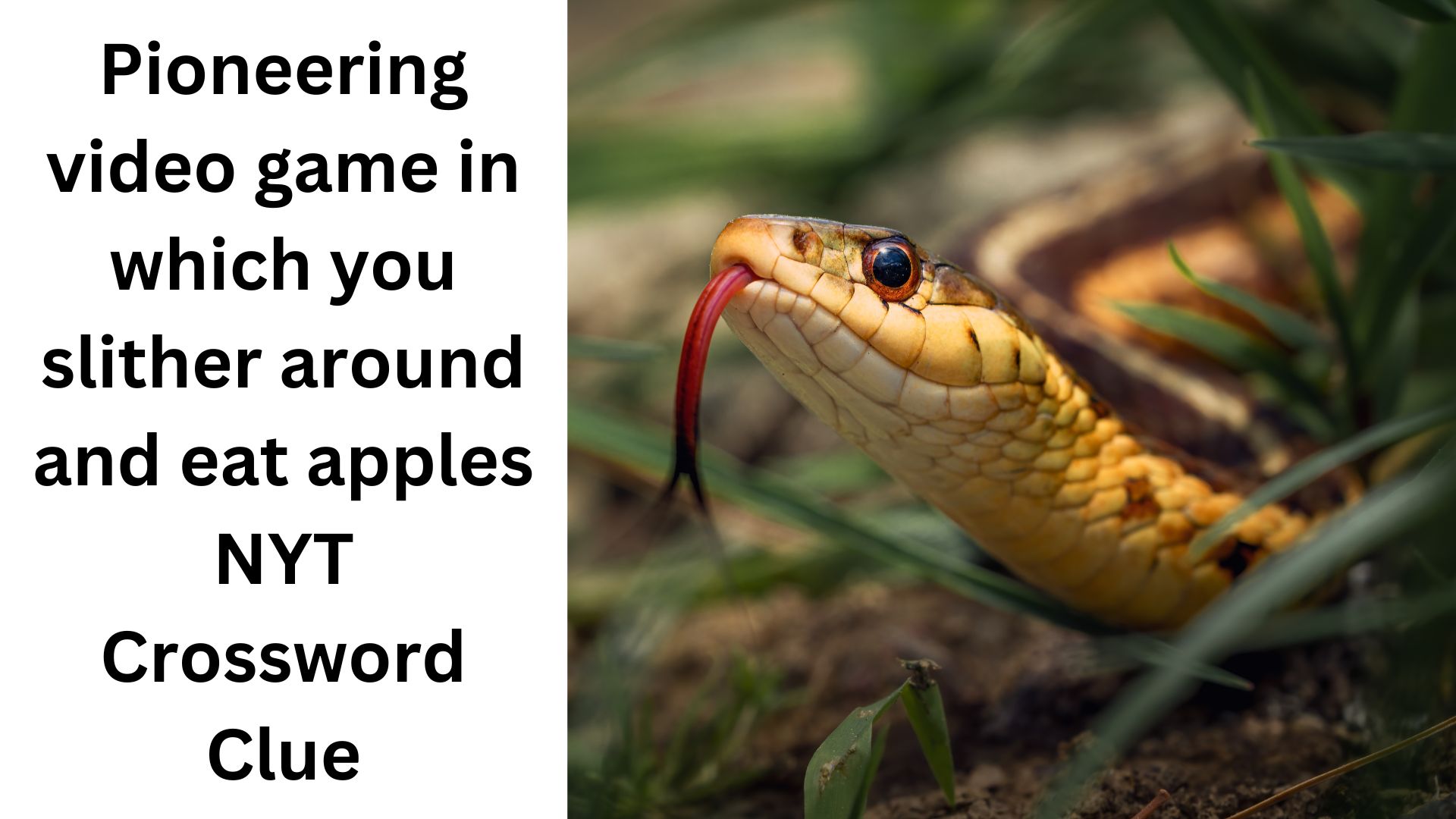 Pioneering video game in which you slither around and eat apples NYT Crossword Clue