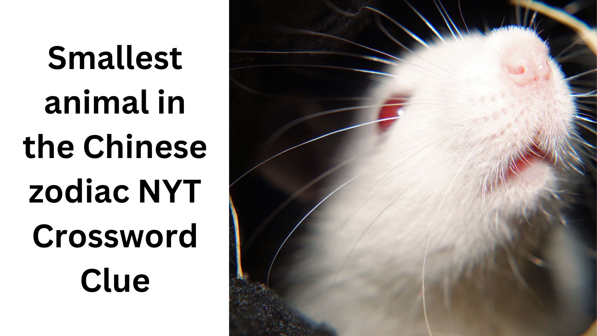 Smallest animal in the Chinese zodiac NYT Crossword Clue