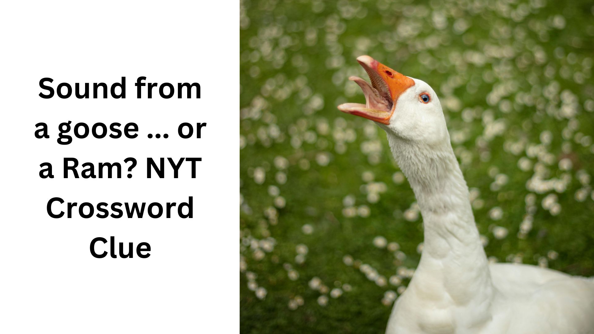 Sound from a goose ... or a Ram? NYT Crossword Clue