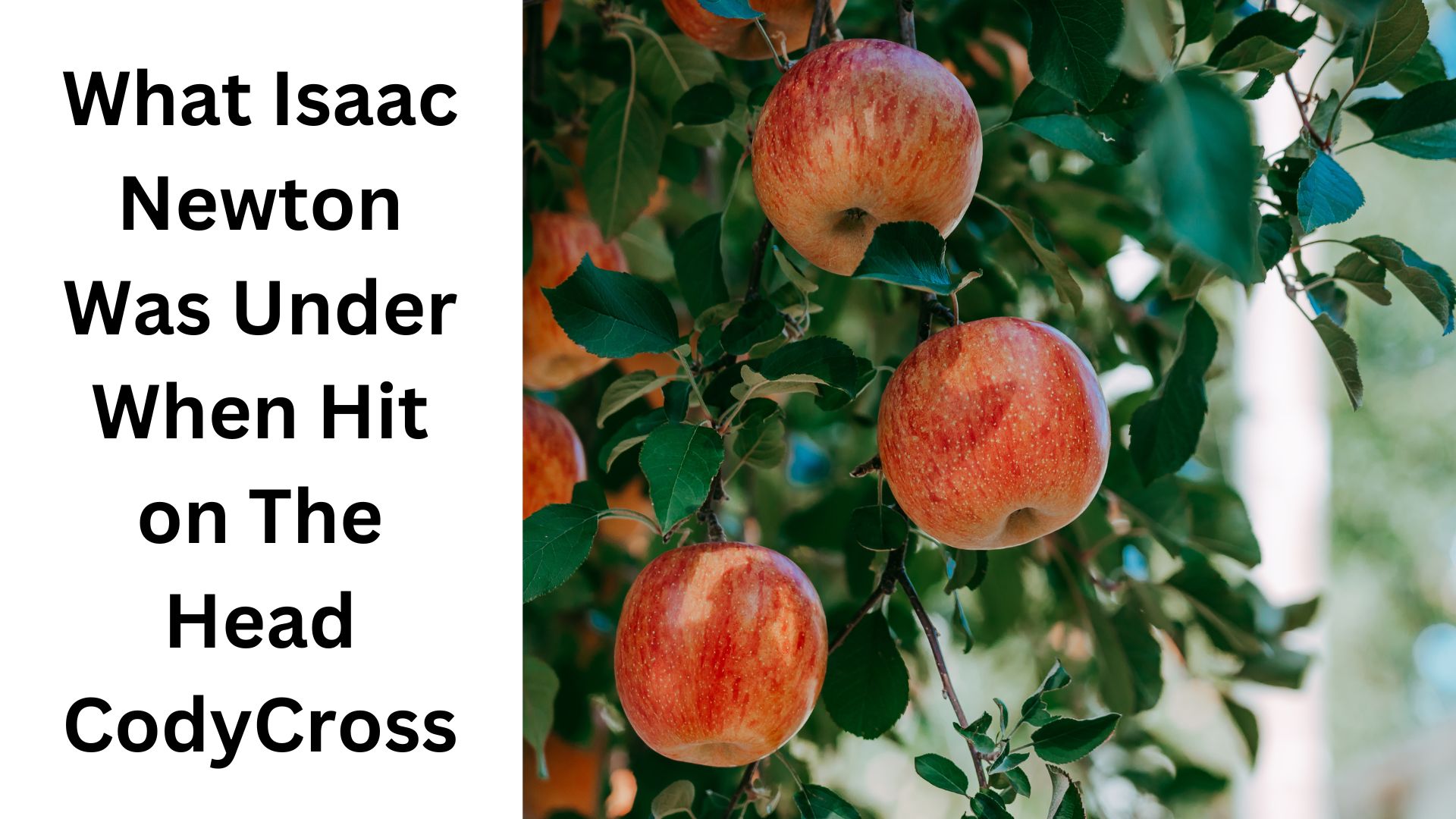 What Isaac Newton Was Under When Hit on The Head CodyCross