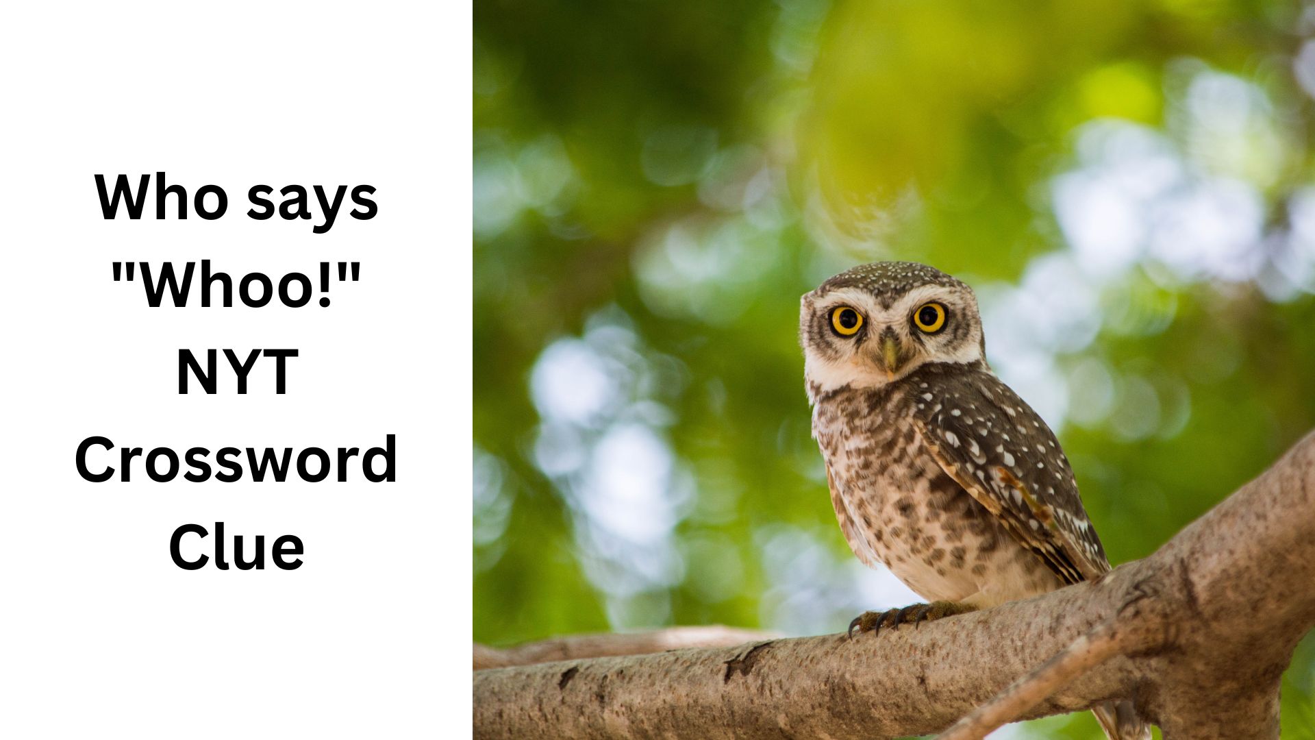 Who says "Whoo!" NYT Crossword Clue