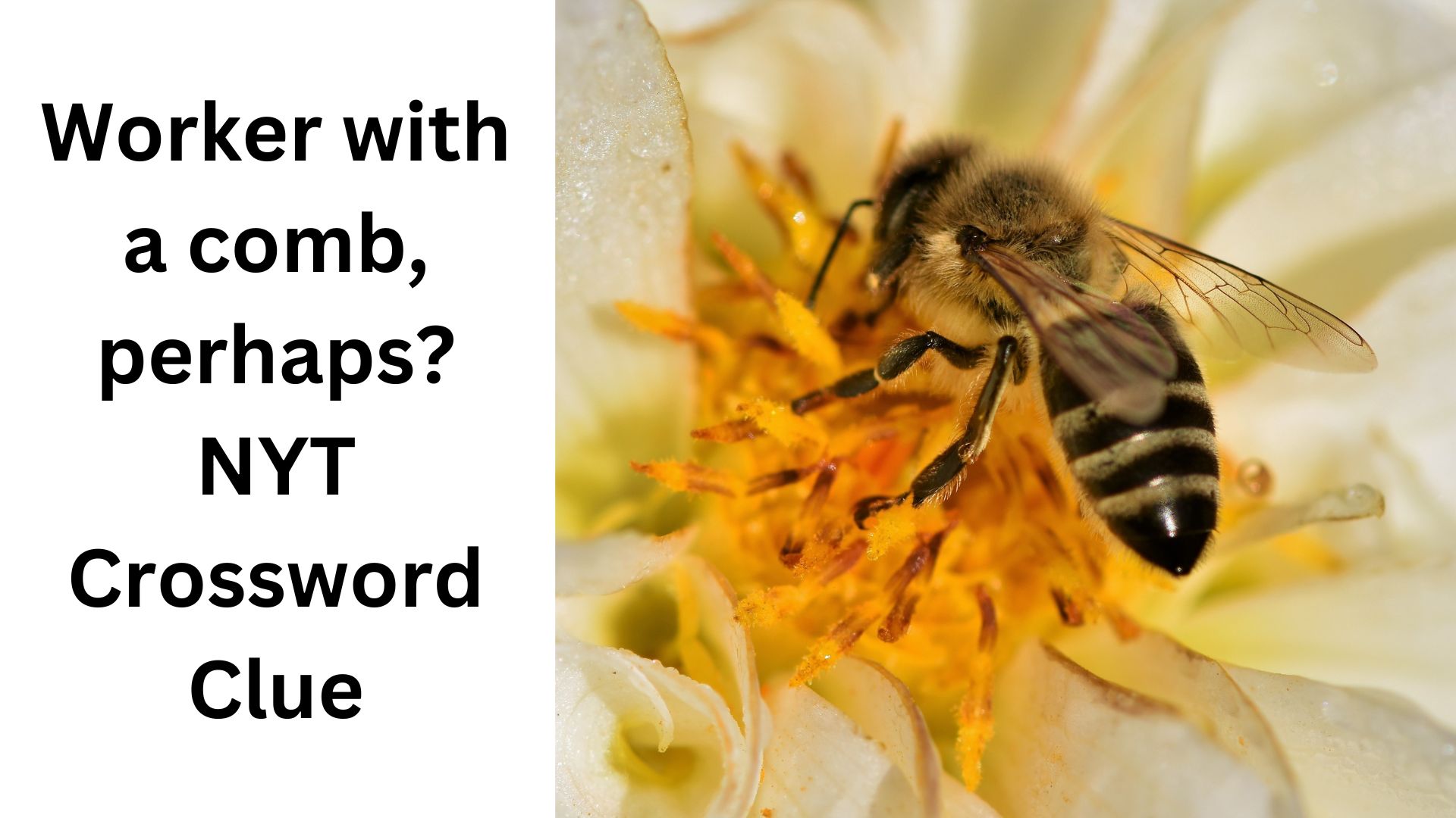 Worker with a comb, perhaps? NYT Crossword Clue