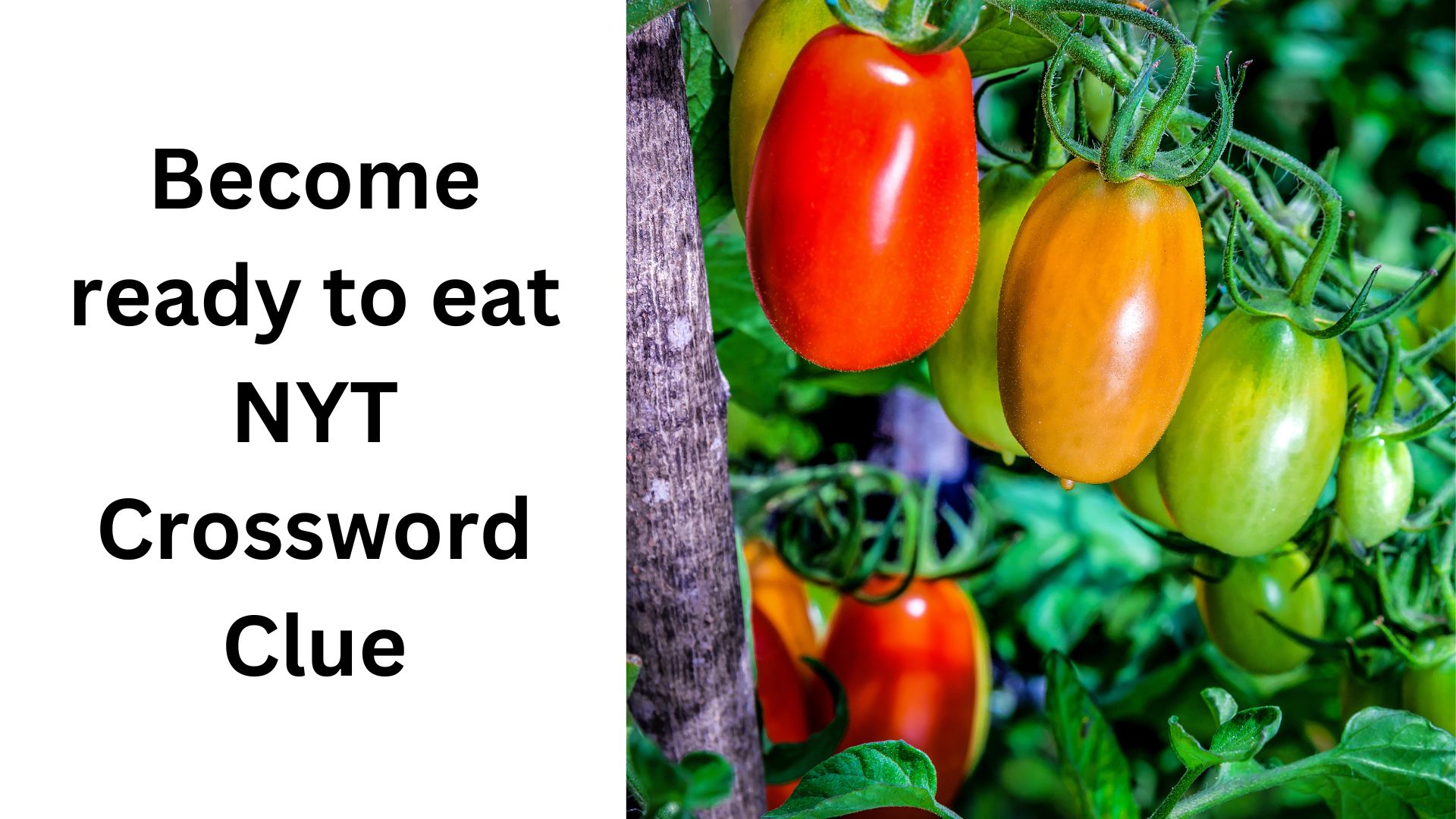 Become ready to eat NYT Crossword Clue