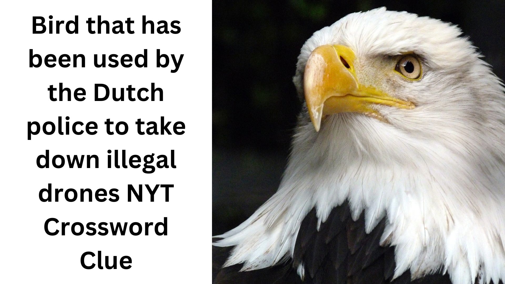 Bird that has been used by the Dutch police to take down illegal drones NYT Crossword Clue