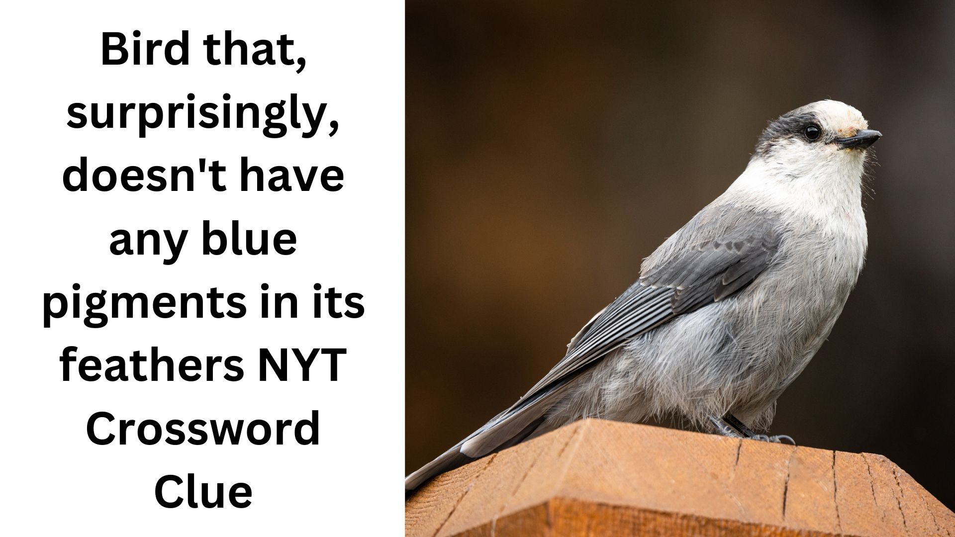 Bird that, surprisingly, doesn't have any blue pigments in its feathers NYT Crossword Clue