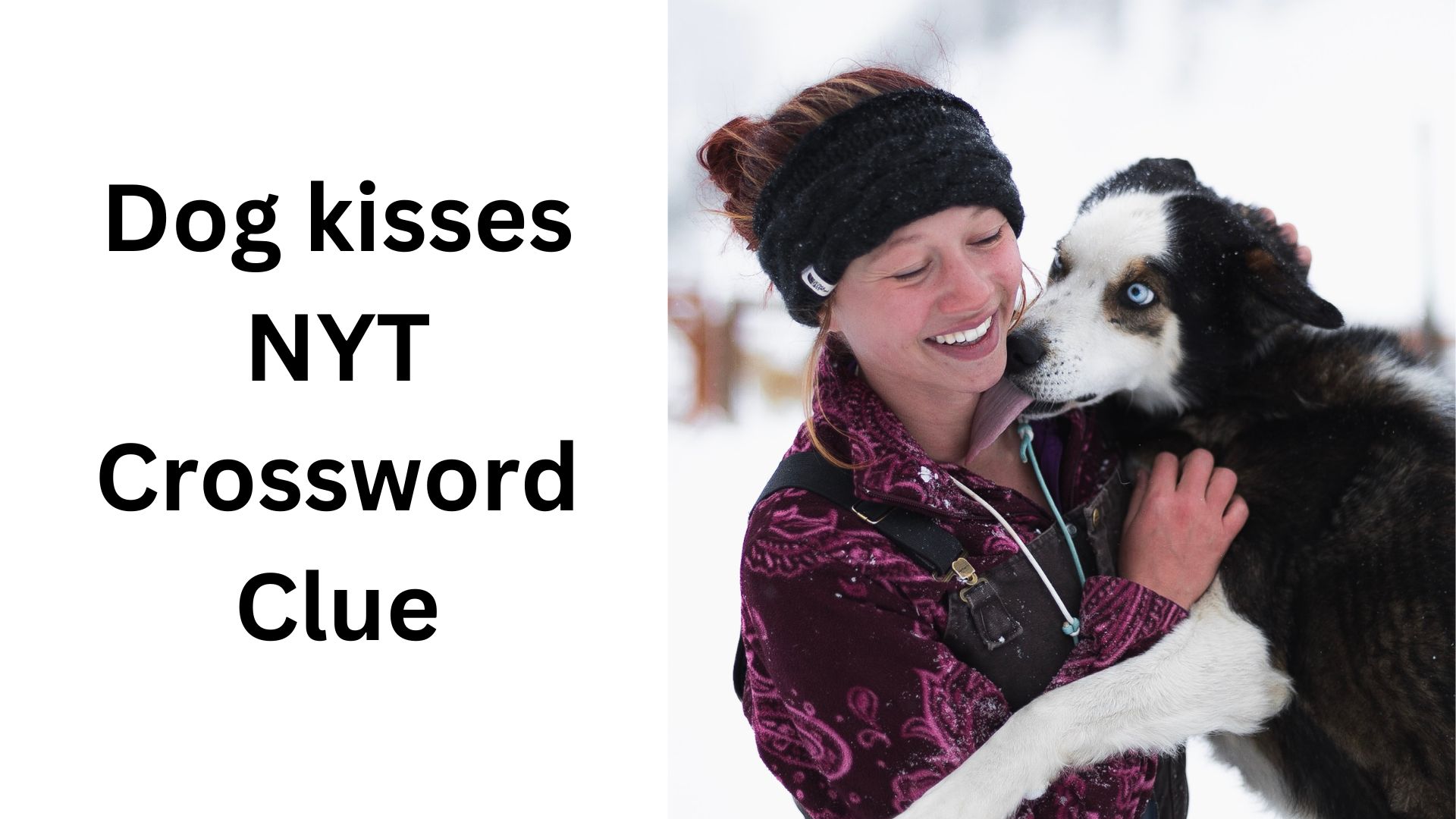Dog kisses NYT Crossword Clue