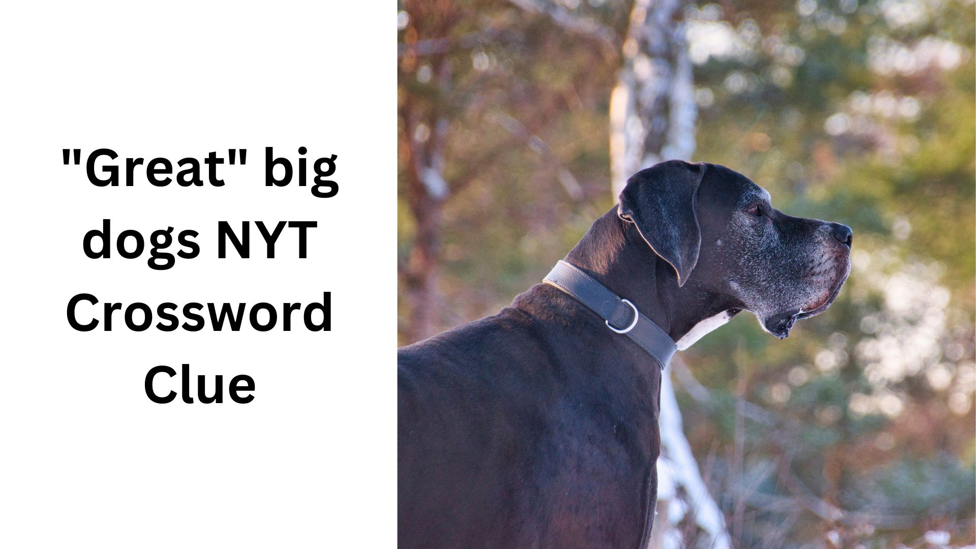 "Great" big dogs NYT Crossword Clue