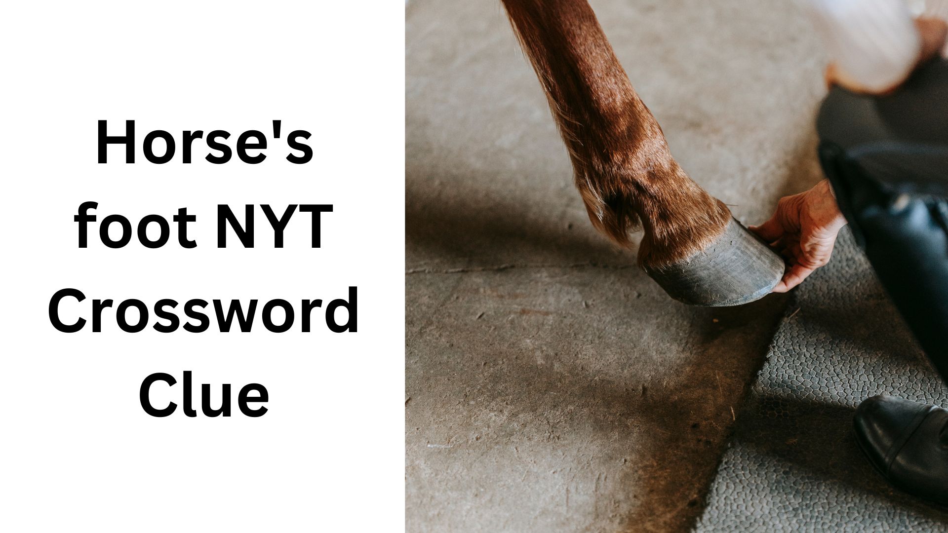 Horse's foot NYT Crossword Clue