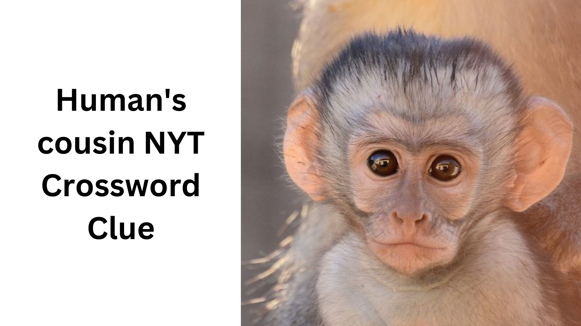 Human's cousin NYT Crossword Clue