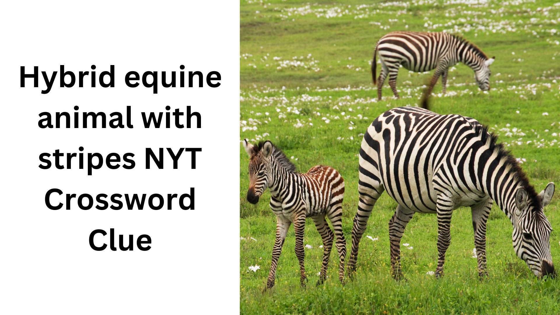 Hybrid equine animal with stripes NYT Crossword Clue