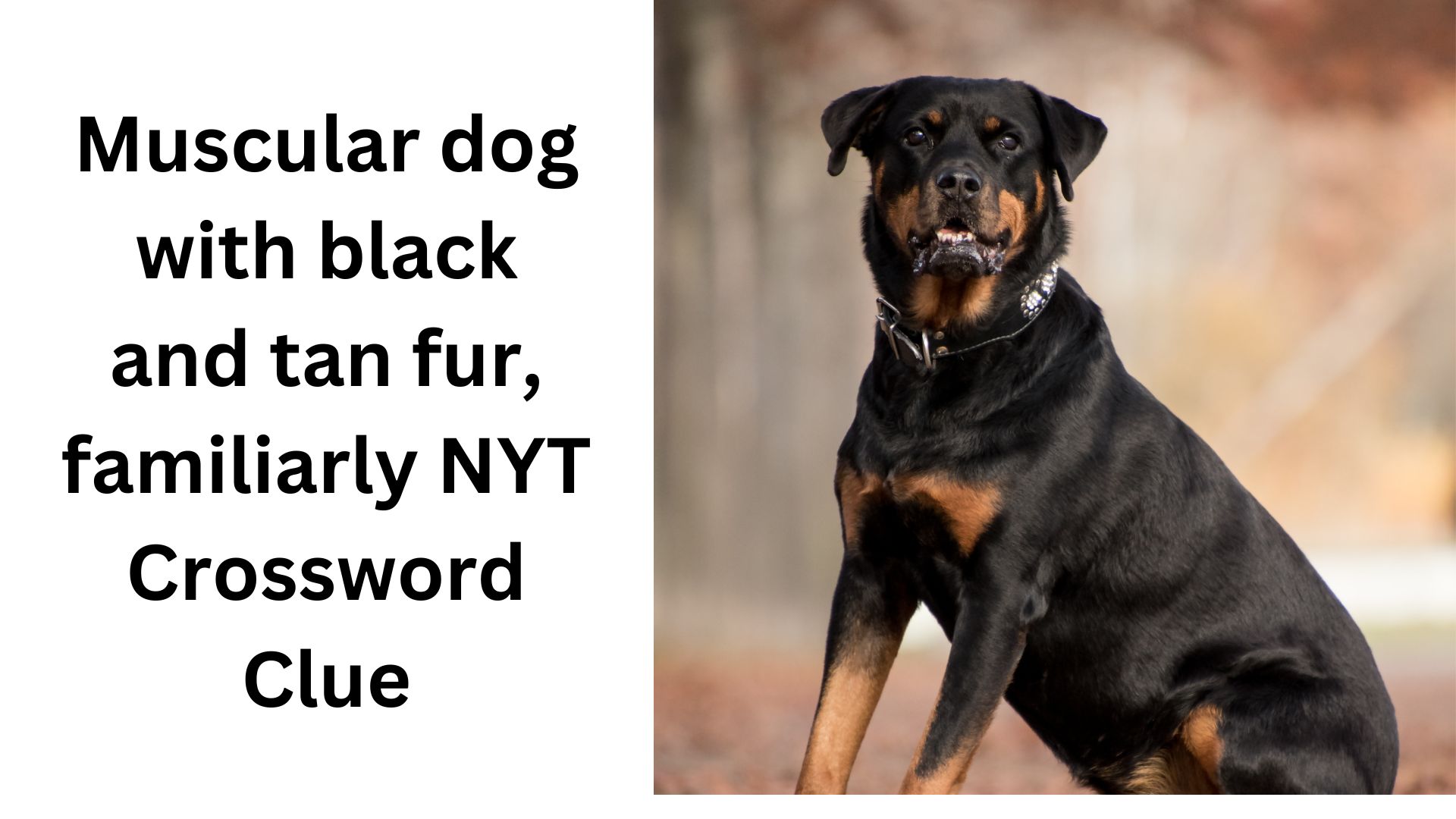 Muscular dog with black and tan fur, familiarly NYT Crossword Clue