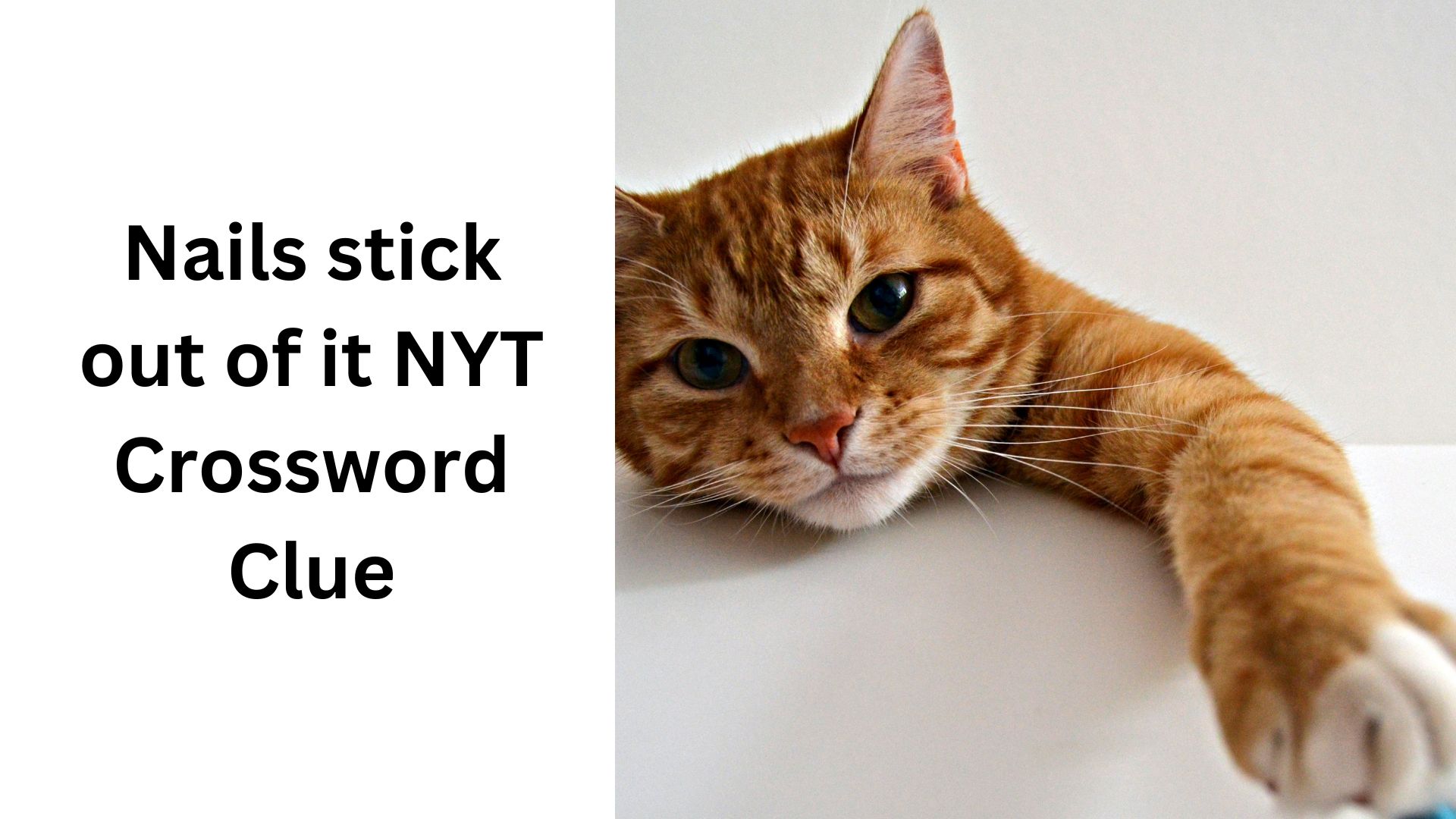Nails stick out of it NYT Crossword Clue