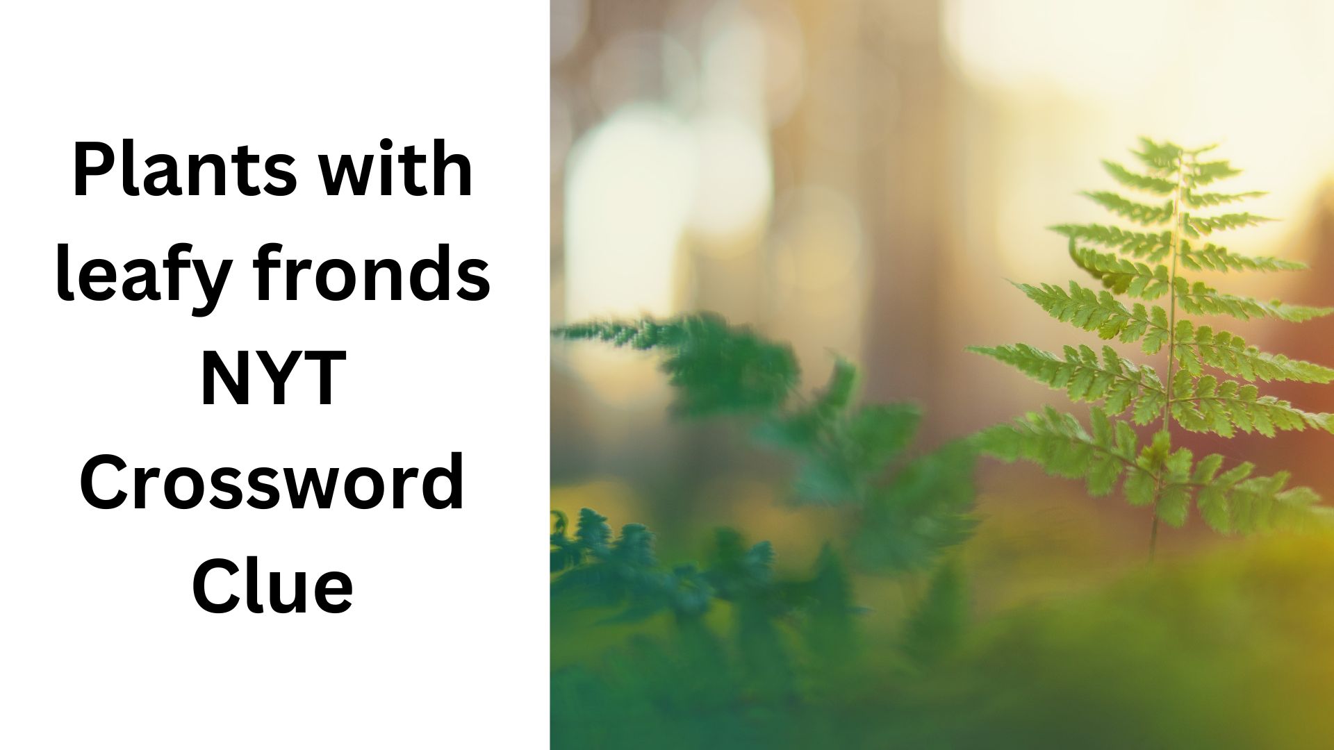 Plants with leafy fronds NYT Crossword Clue