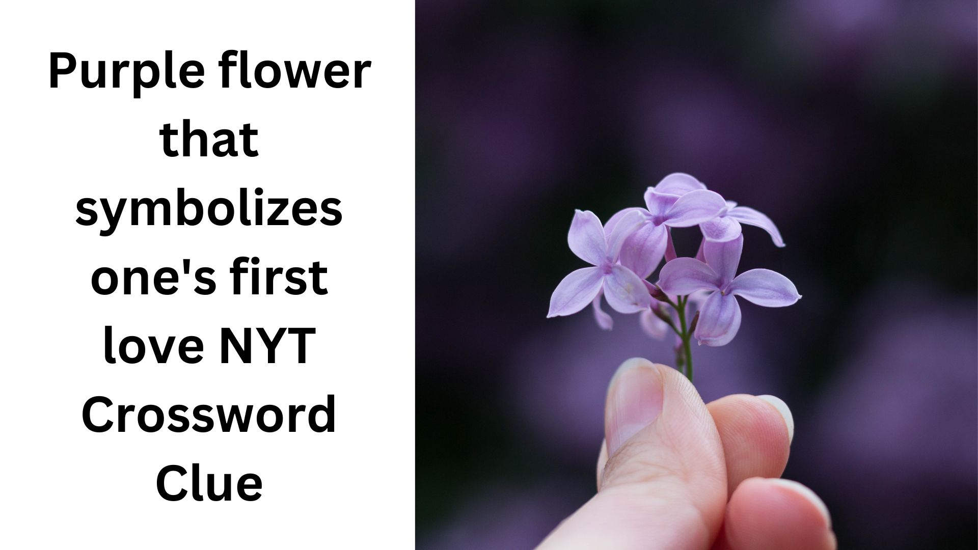 Purple flower that symbolizes one's first love NYT Crossword Clue