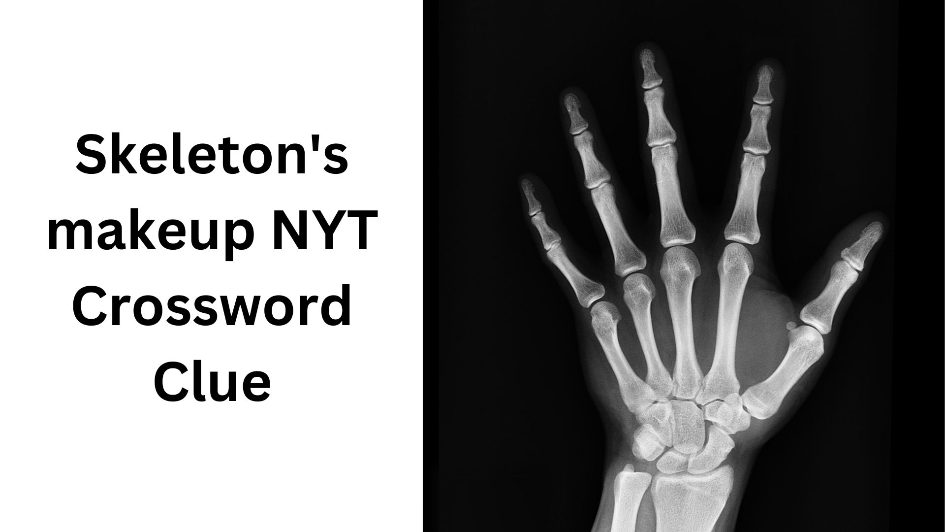 Skeleton's makeup NYT Crossword Clue