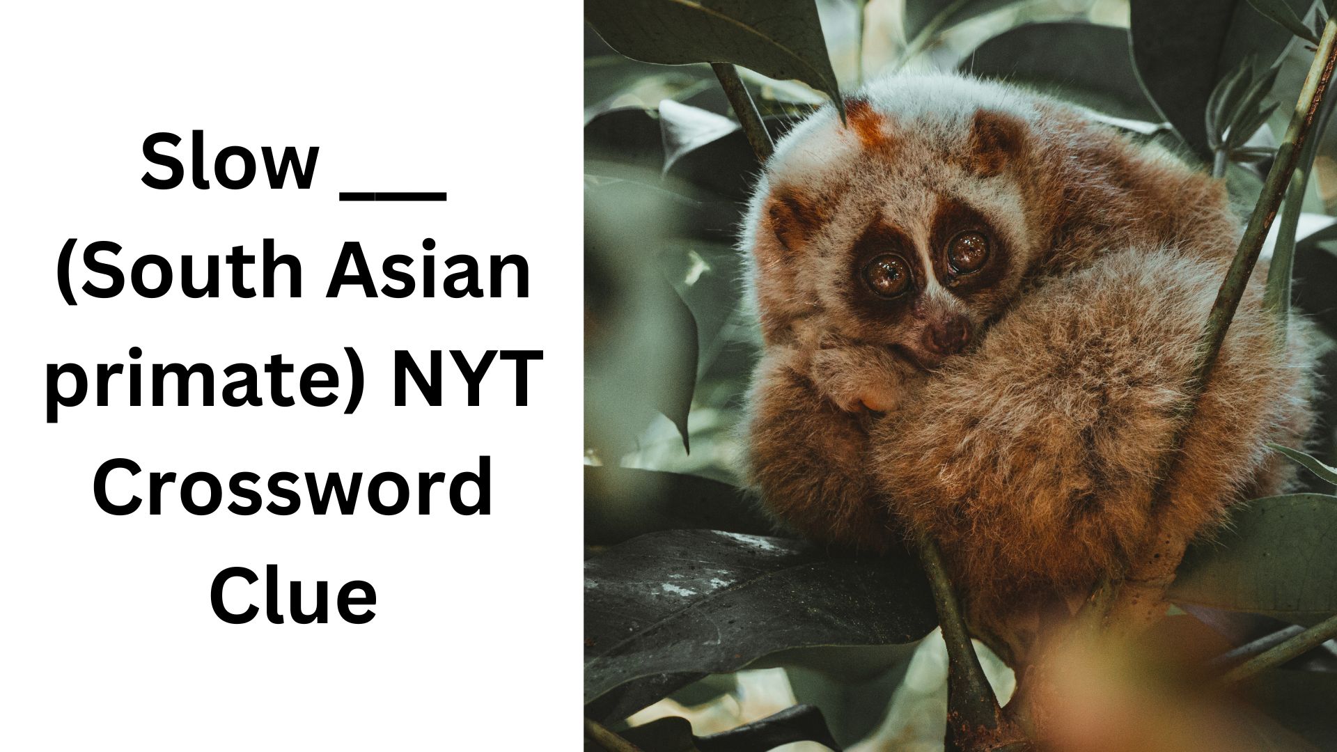 Slow ___ (South Asian primate) NYT Crossword Clue