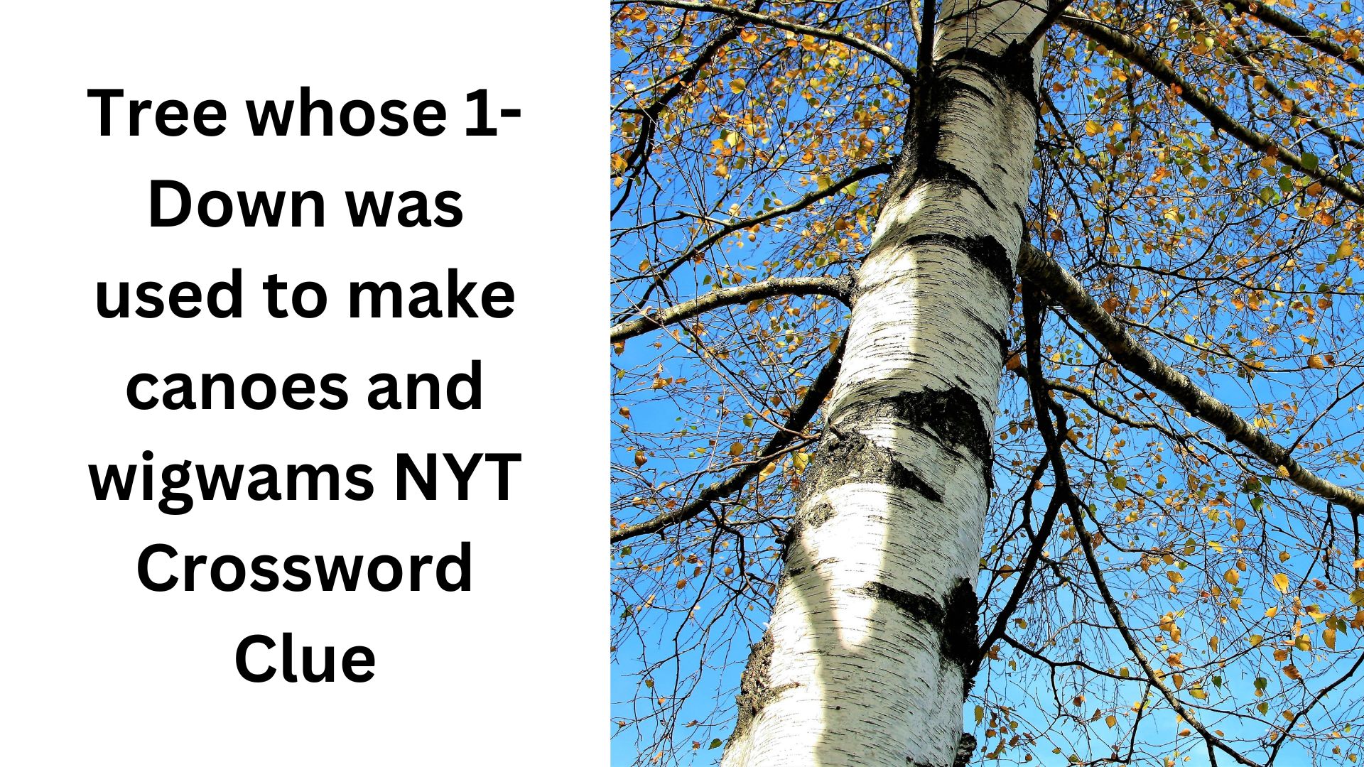 Tree whose 1-Down was used to make canoes and wigwams NYT Crossword Clue